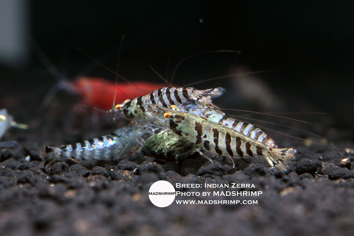 Caridina Babaulti (Indian Zebra) MADSHRIMP