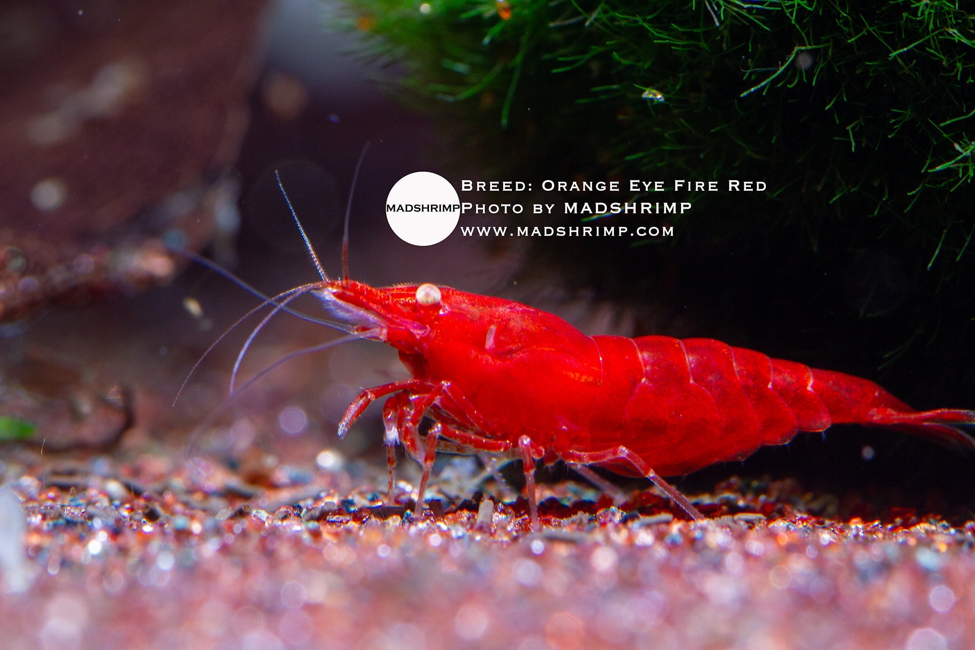 Colored Eye Shrimp: Silver, Golden, Orange & Red Eye