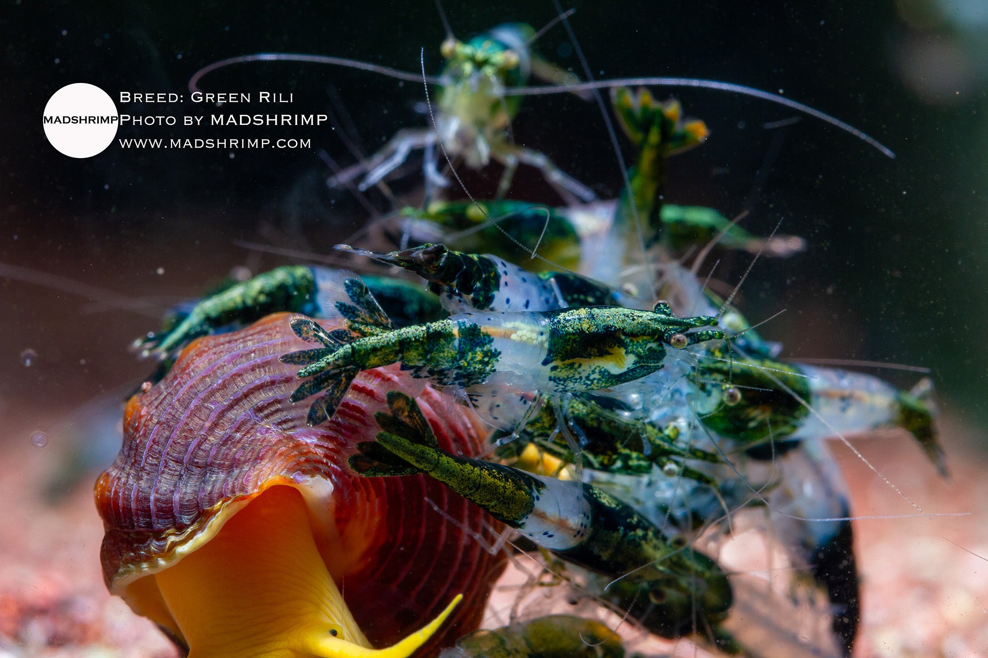 Shrimp Keeping Essentials: Bacteria & Minerals
