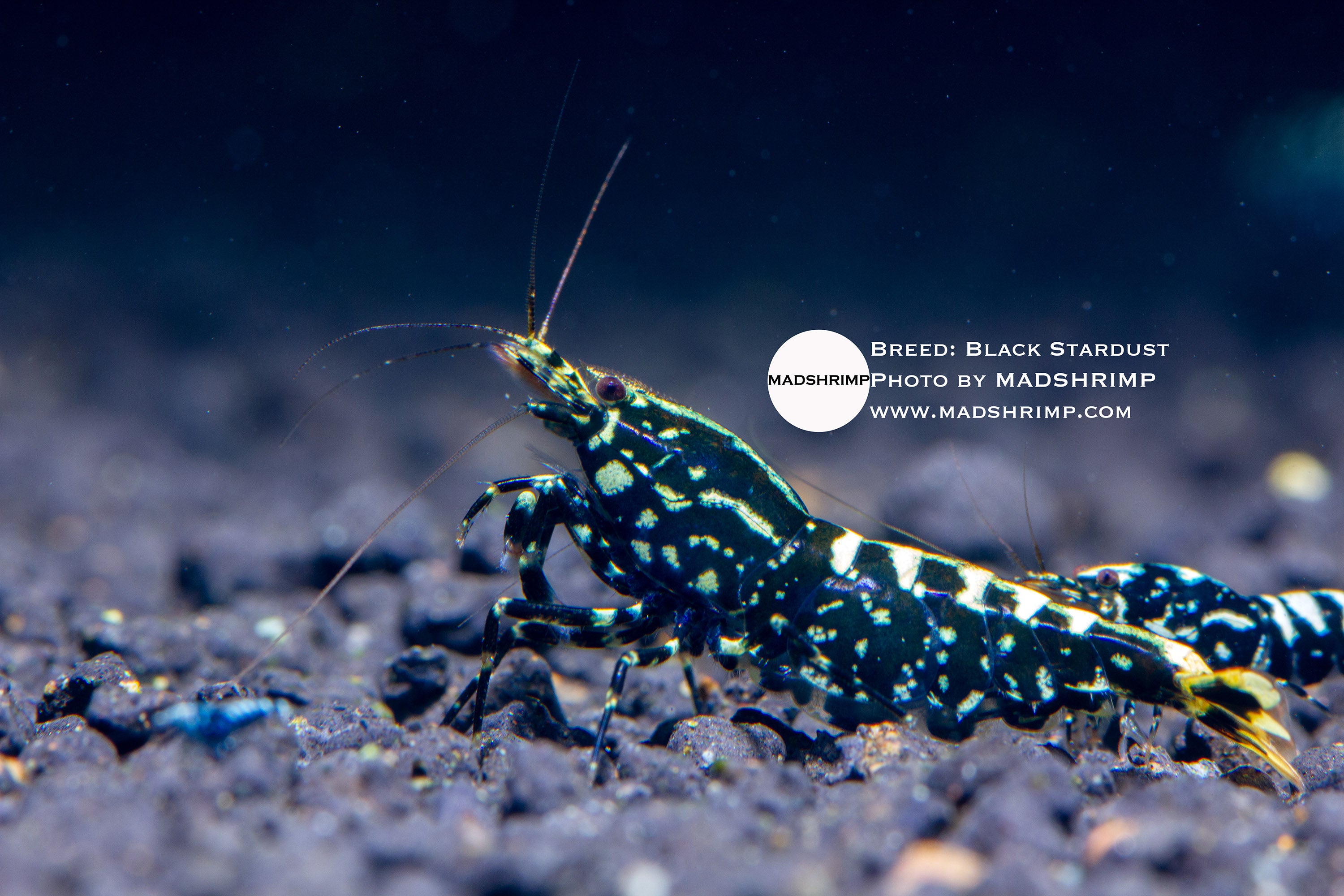 Do Male Shrimp Have Dominant Genes? A Myth