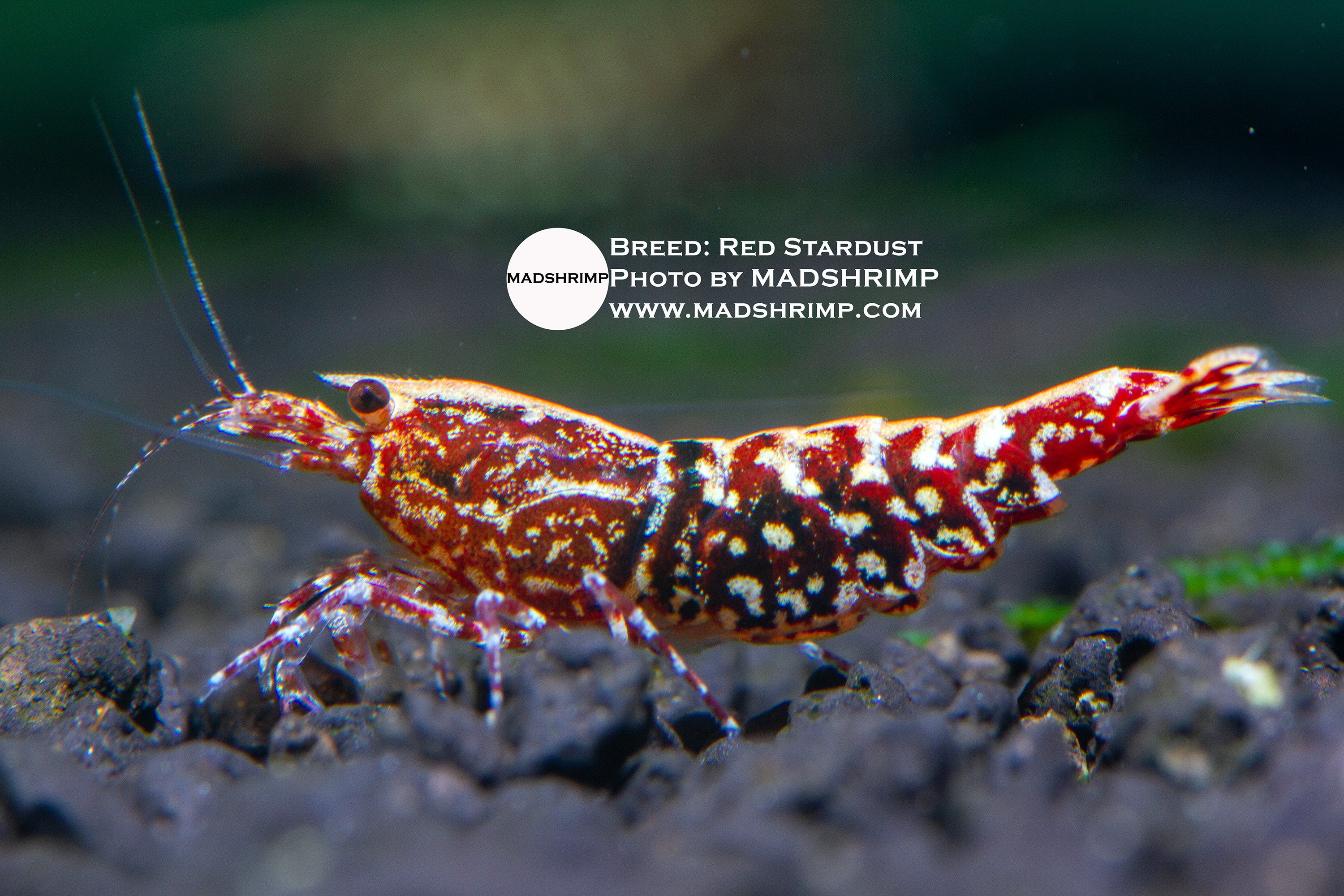 Stardust Shrimp Classification, Part 2