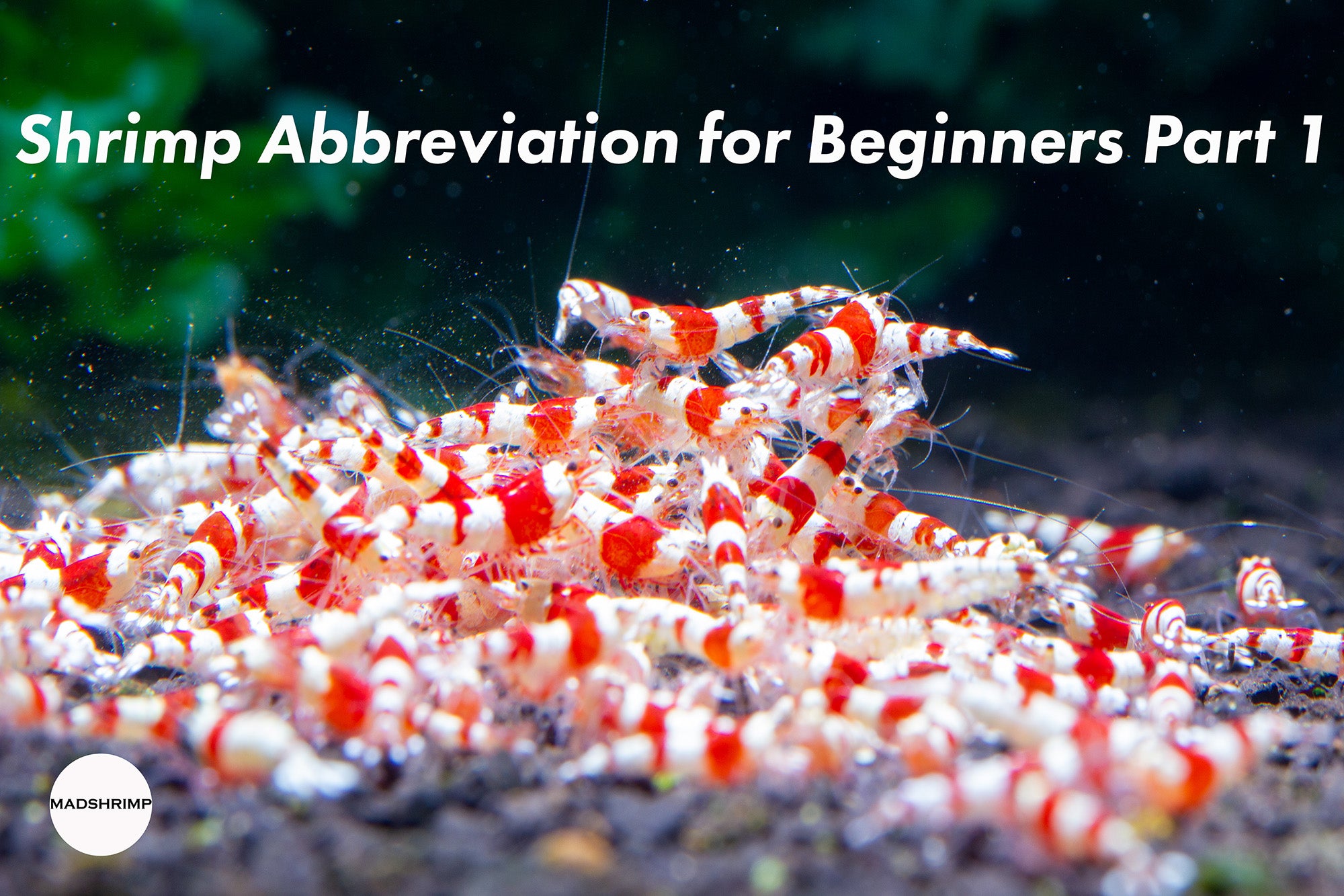 Shrimp Abbreviations for Beginners: CRS, CBS & More