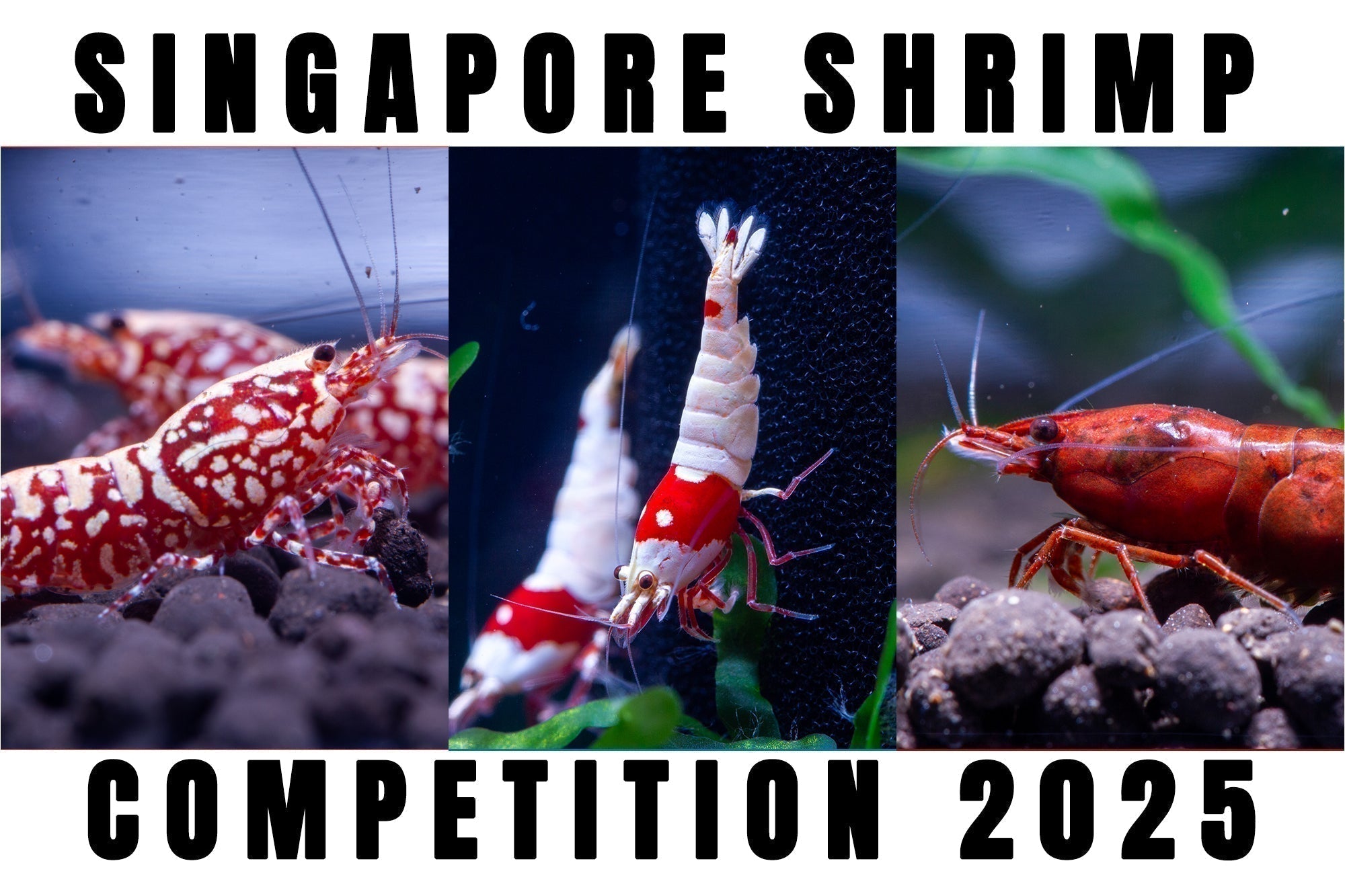 Singapore Shrimp Competition 2025: Results