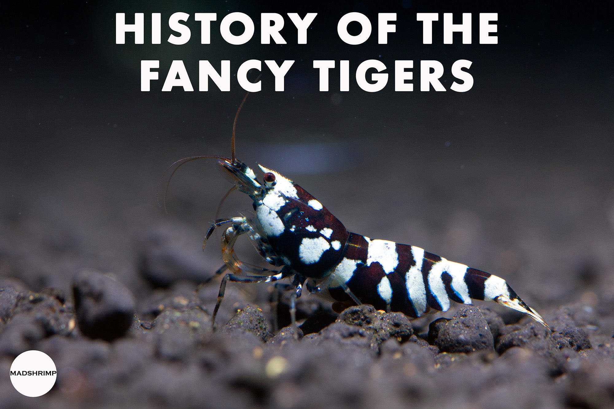 How Red Fancy Tiger Shrimp Were Created