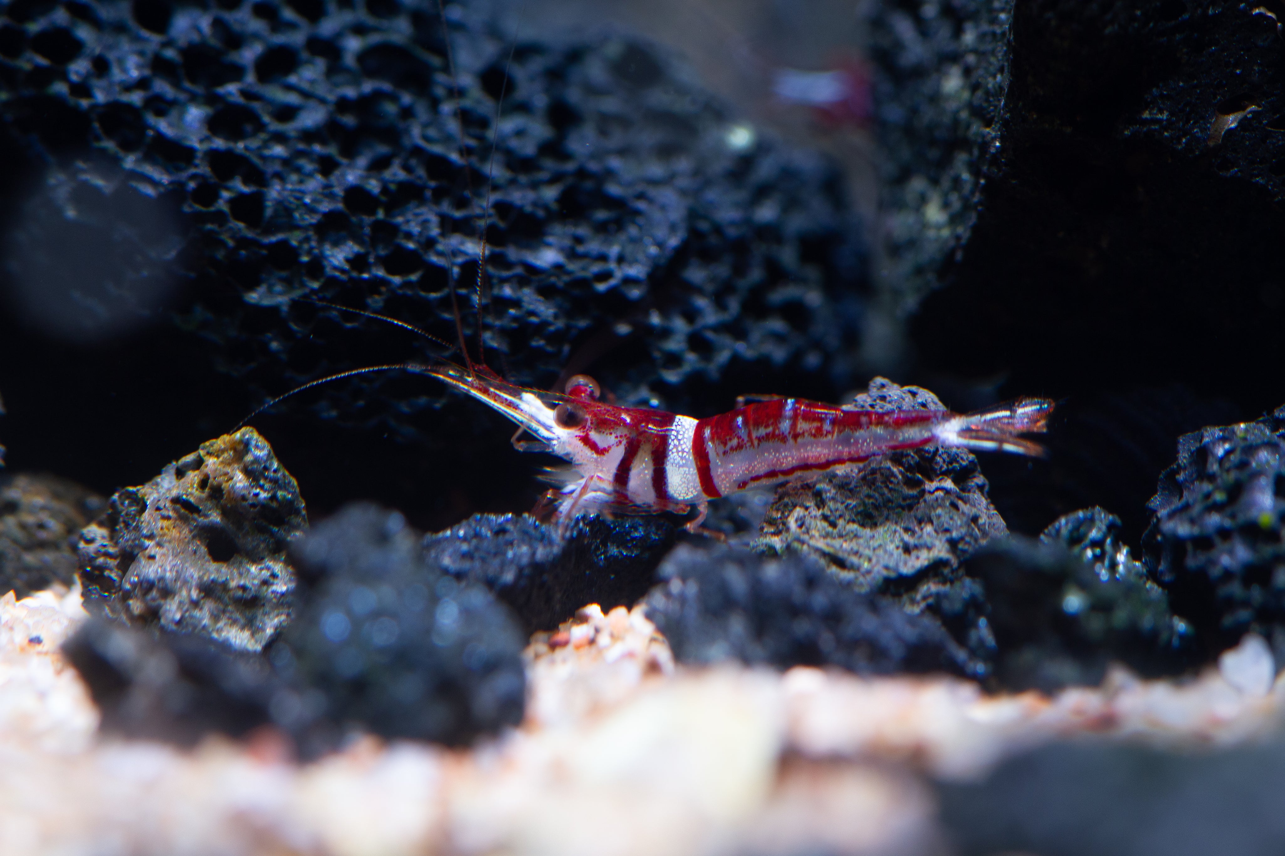 Harlequin Shrimp (Caridina spongicola) Care