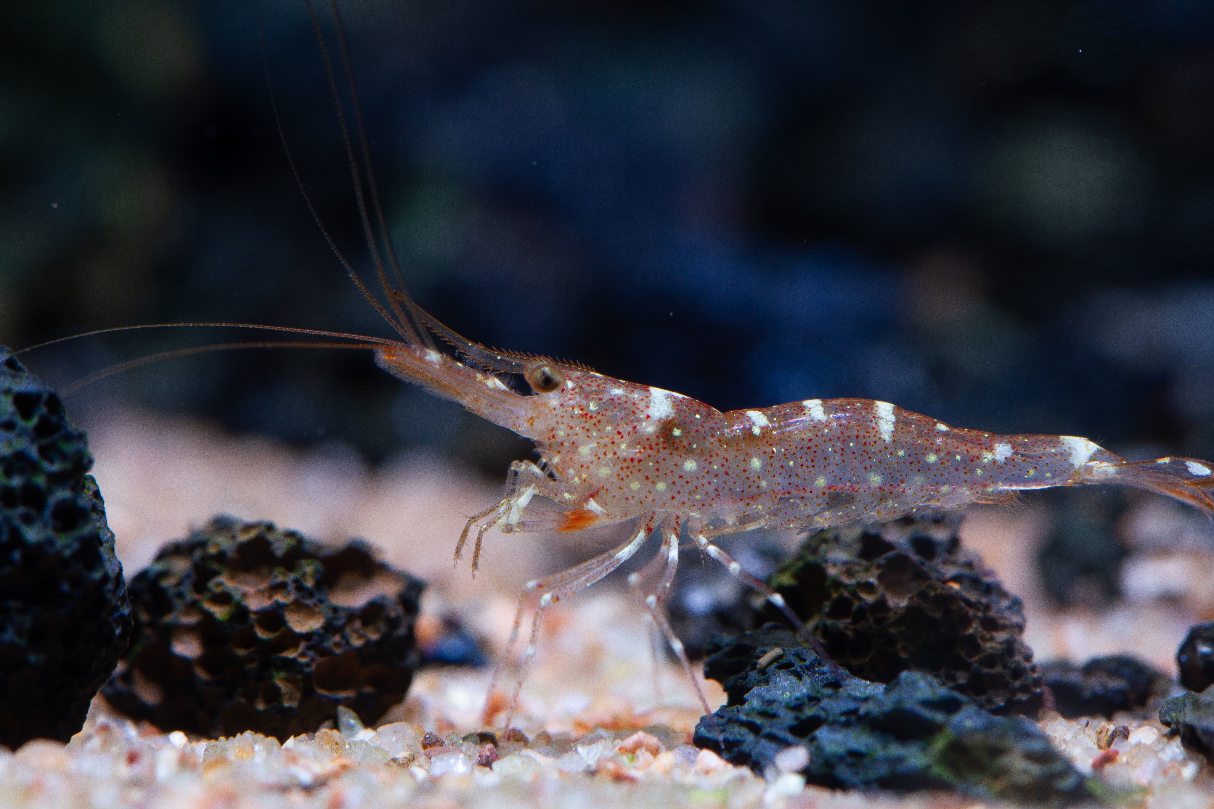 3 Things to Know Before a Sulawesi Shrimp Tank