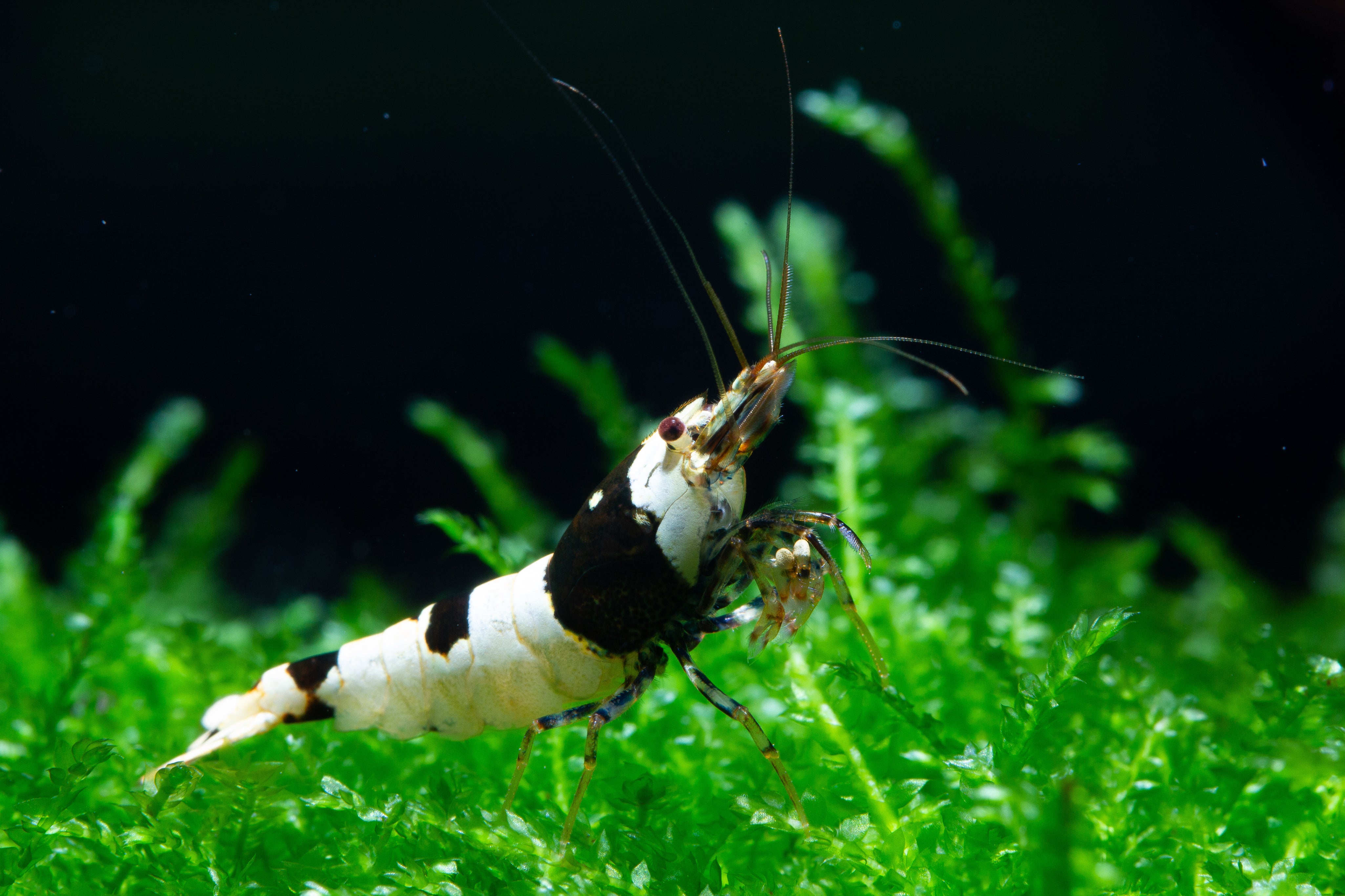 Crystal Shrimp Patterns: Band, Hinomaru, Mosura