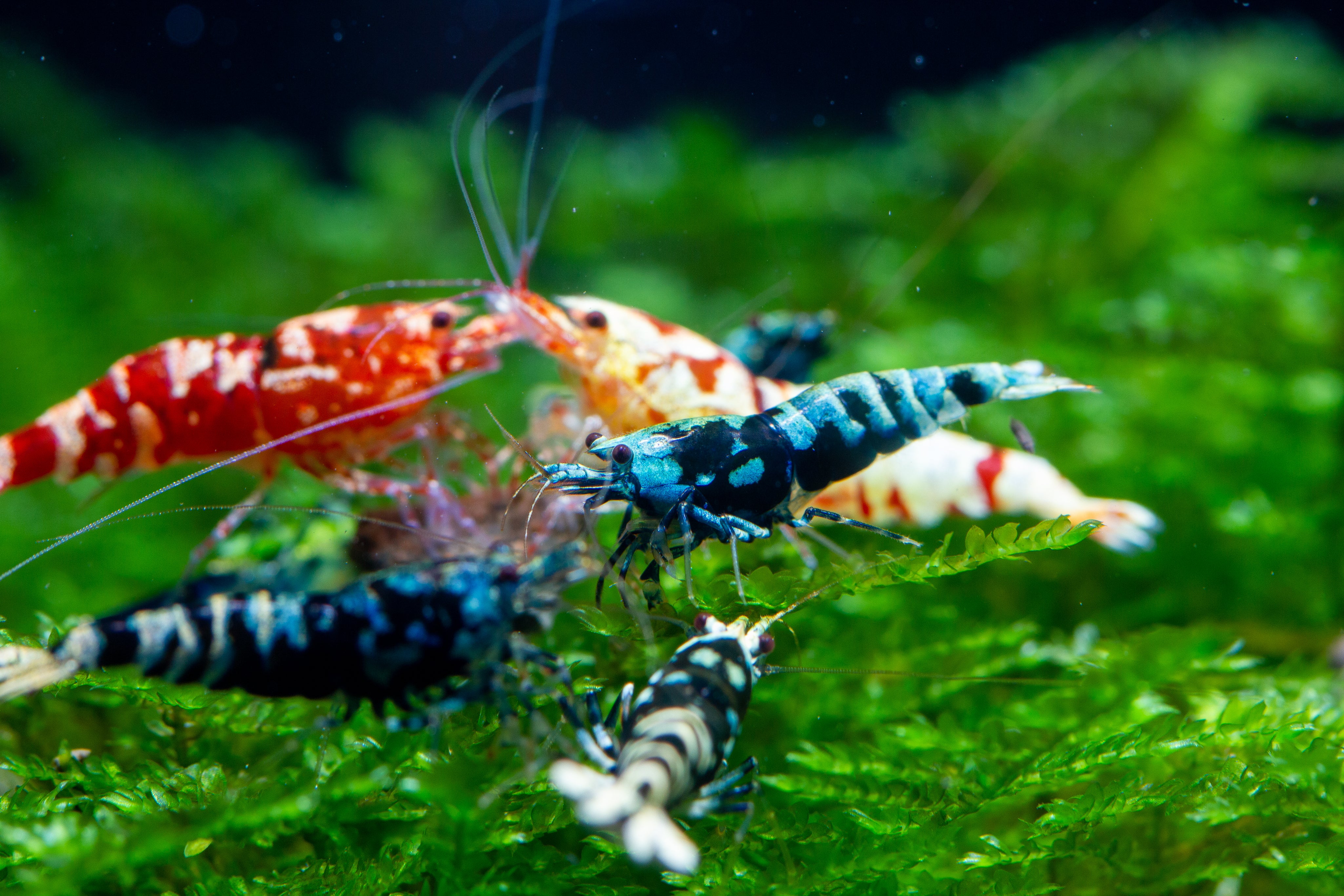 What Is the Right TDS for Shrimp?