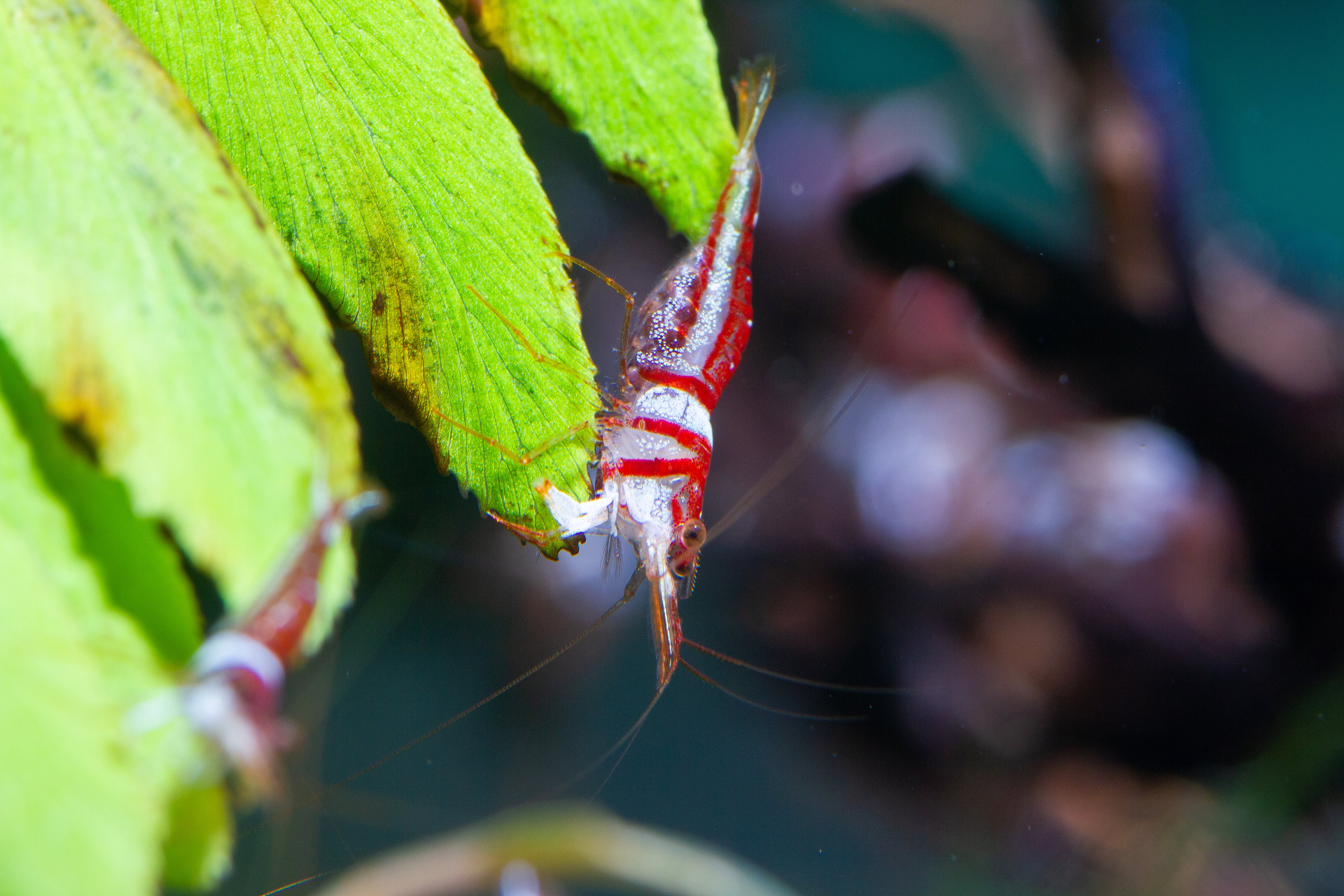 How to Set Up a Sulawesi Shrimp Tank, Step by Step