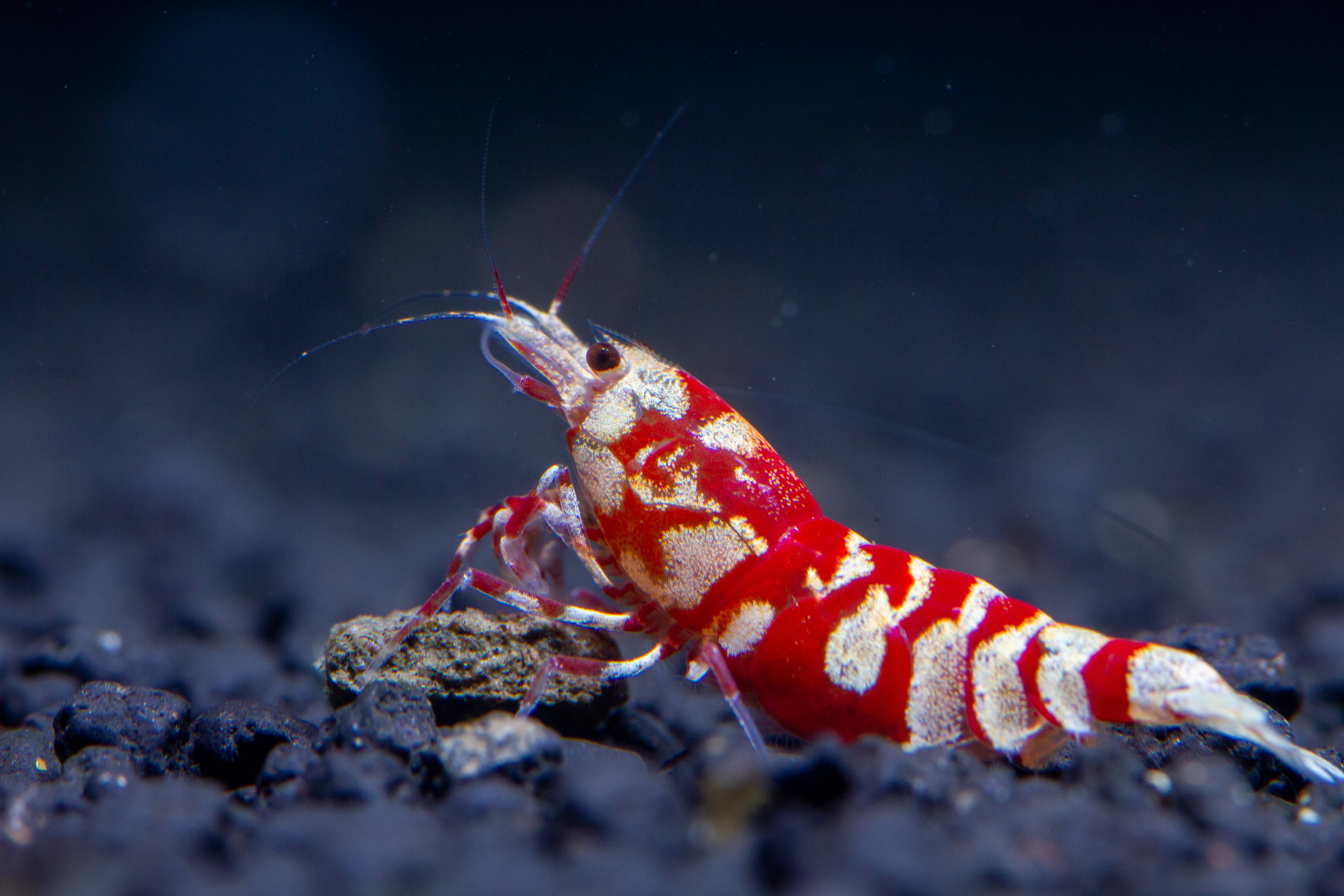 Best Filter for a Shrimp Tank: Filtration Guide