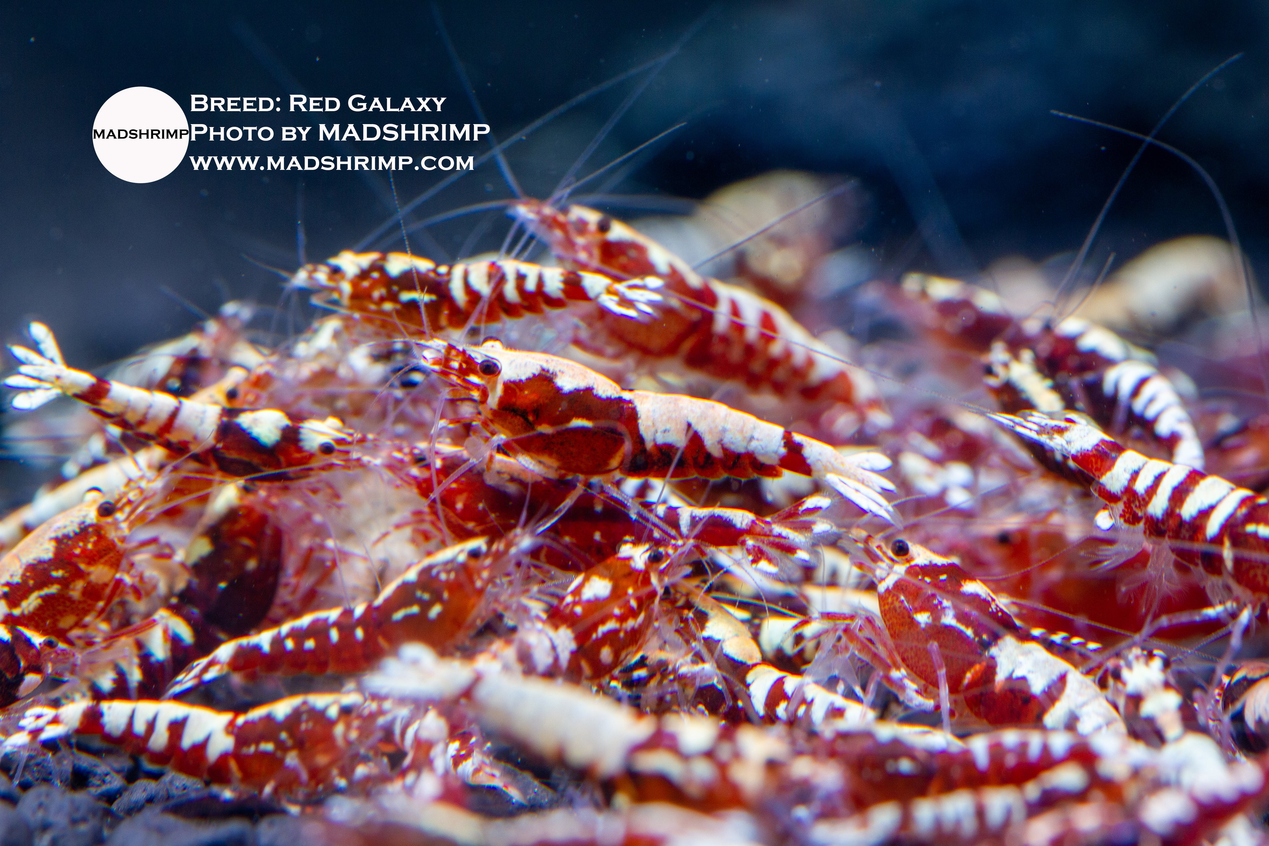 Galaxy Pinto vs Stardust Shrimp: What's the Difference?