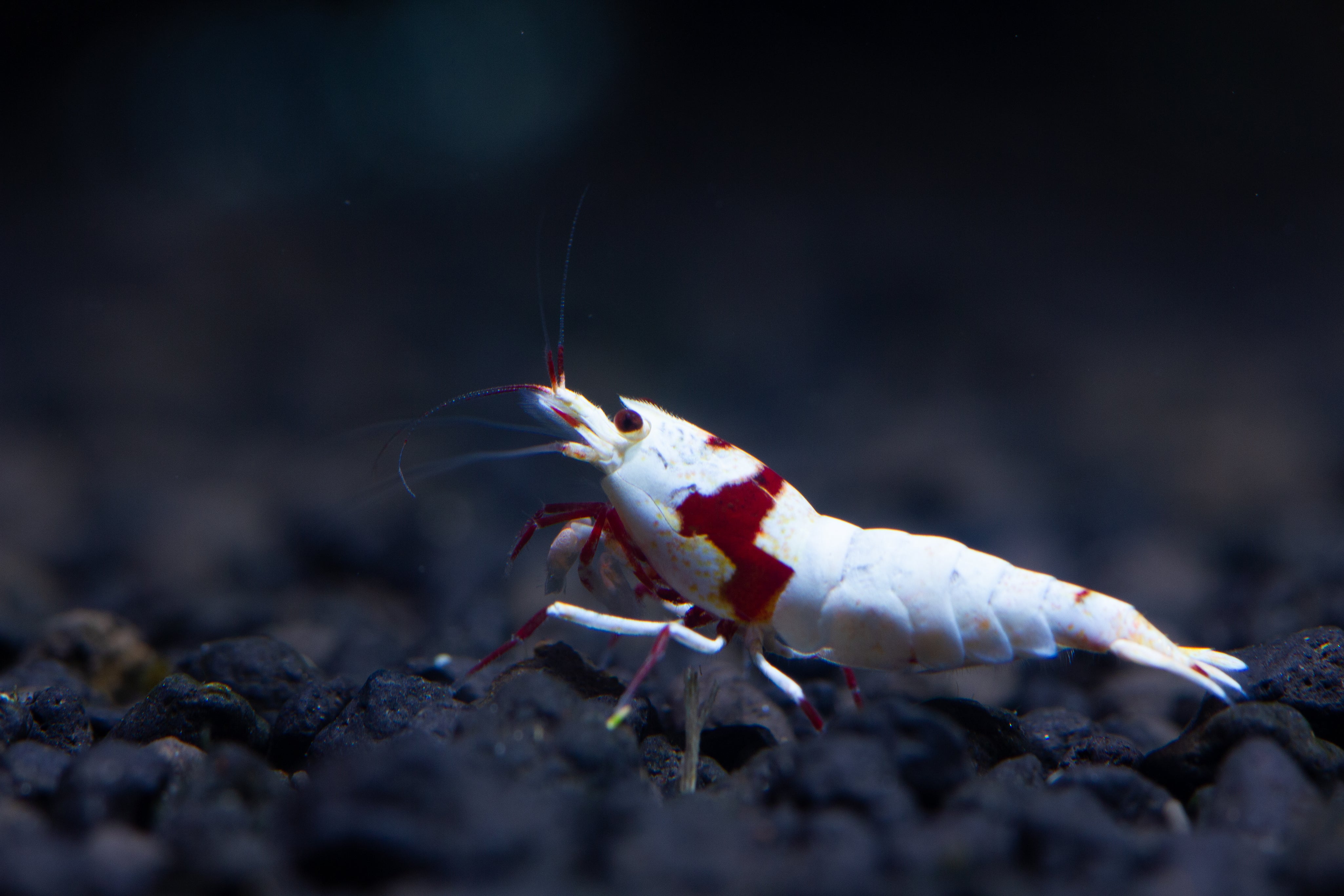 What Is a Shrimp Lineage? Pure Lines Explained