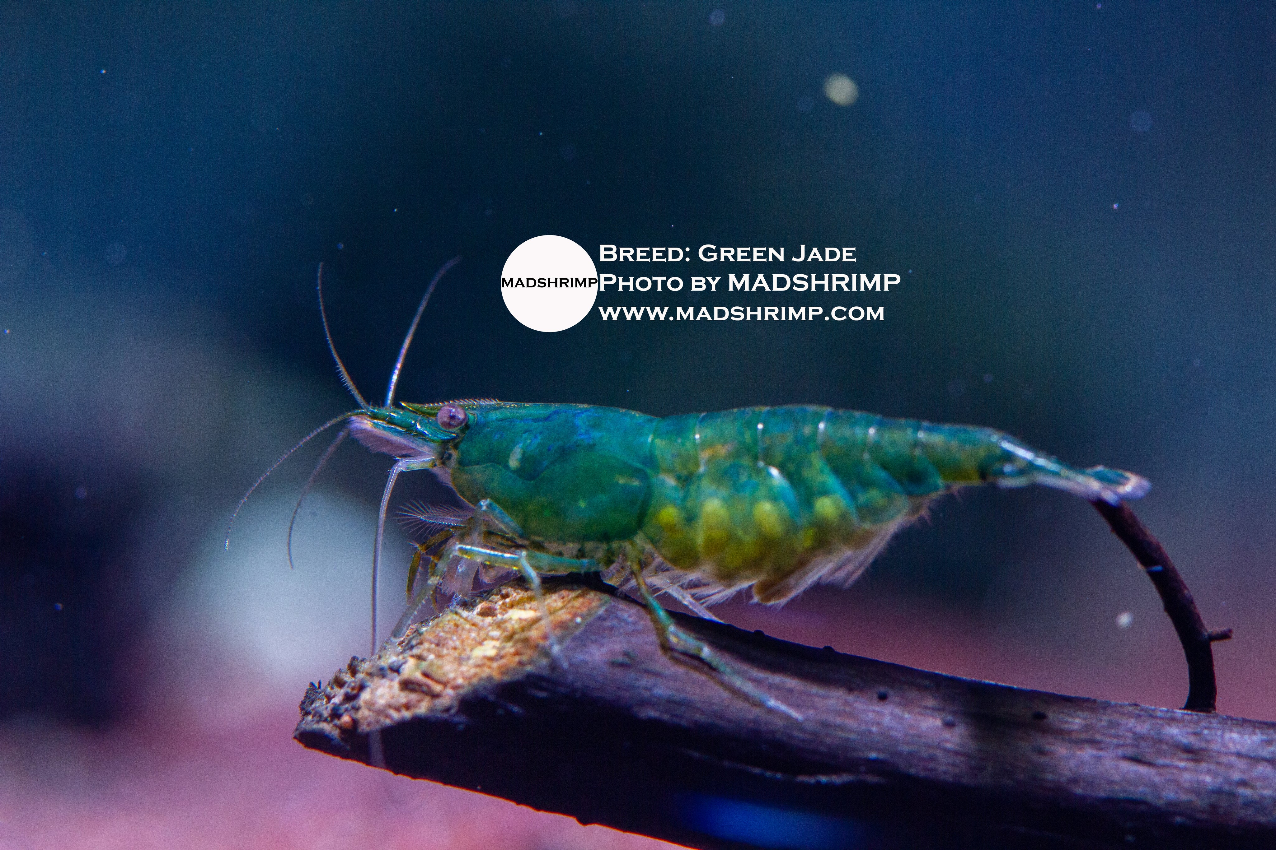 Green Jade Neocaridina Shrimp: Grading & Origin