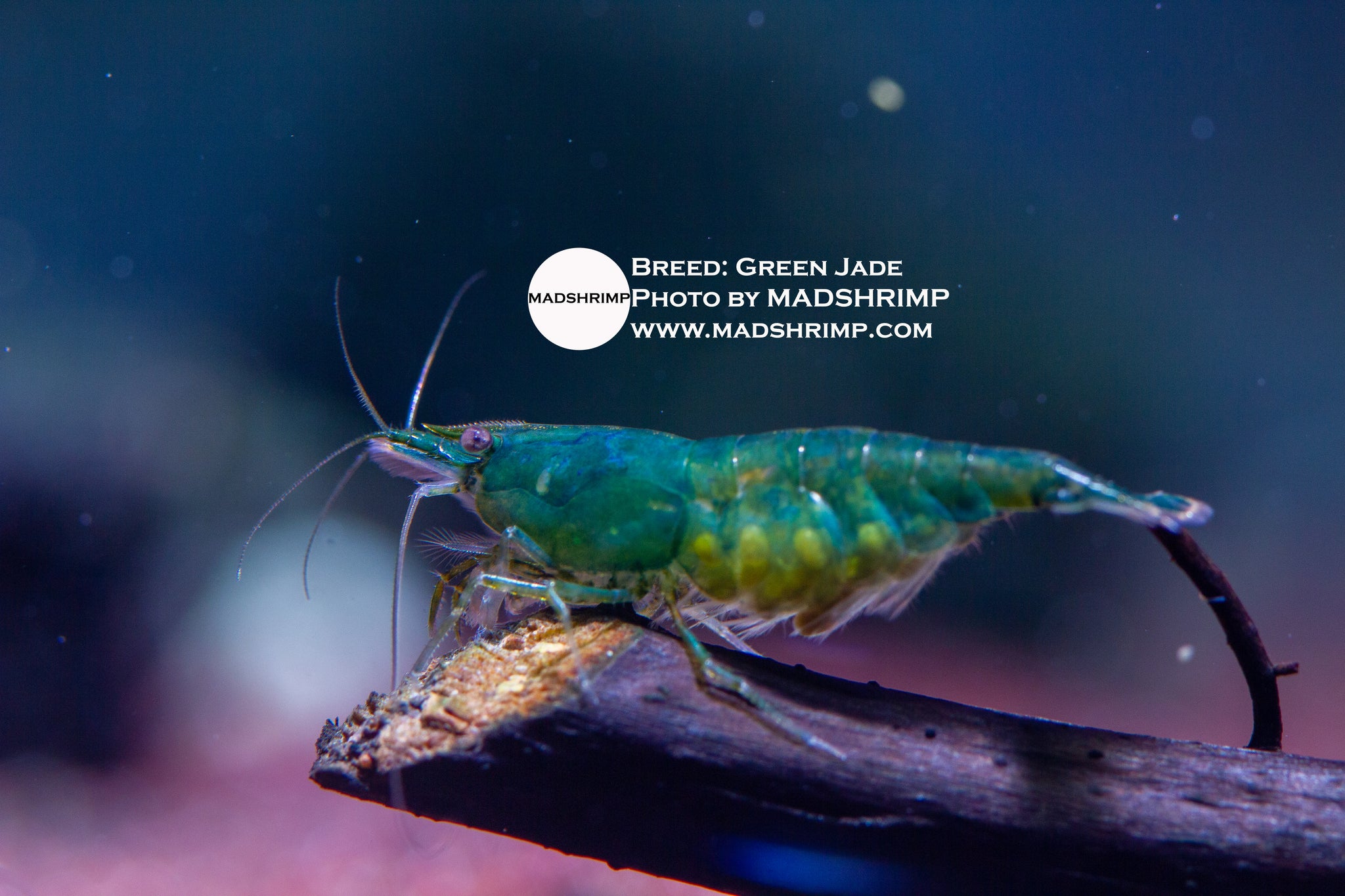20+2 Green Jade Freshwater Shrimp – Neocaridina, Live Arrival Guarantee