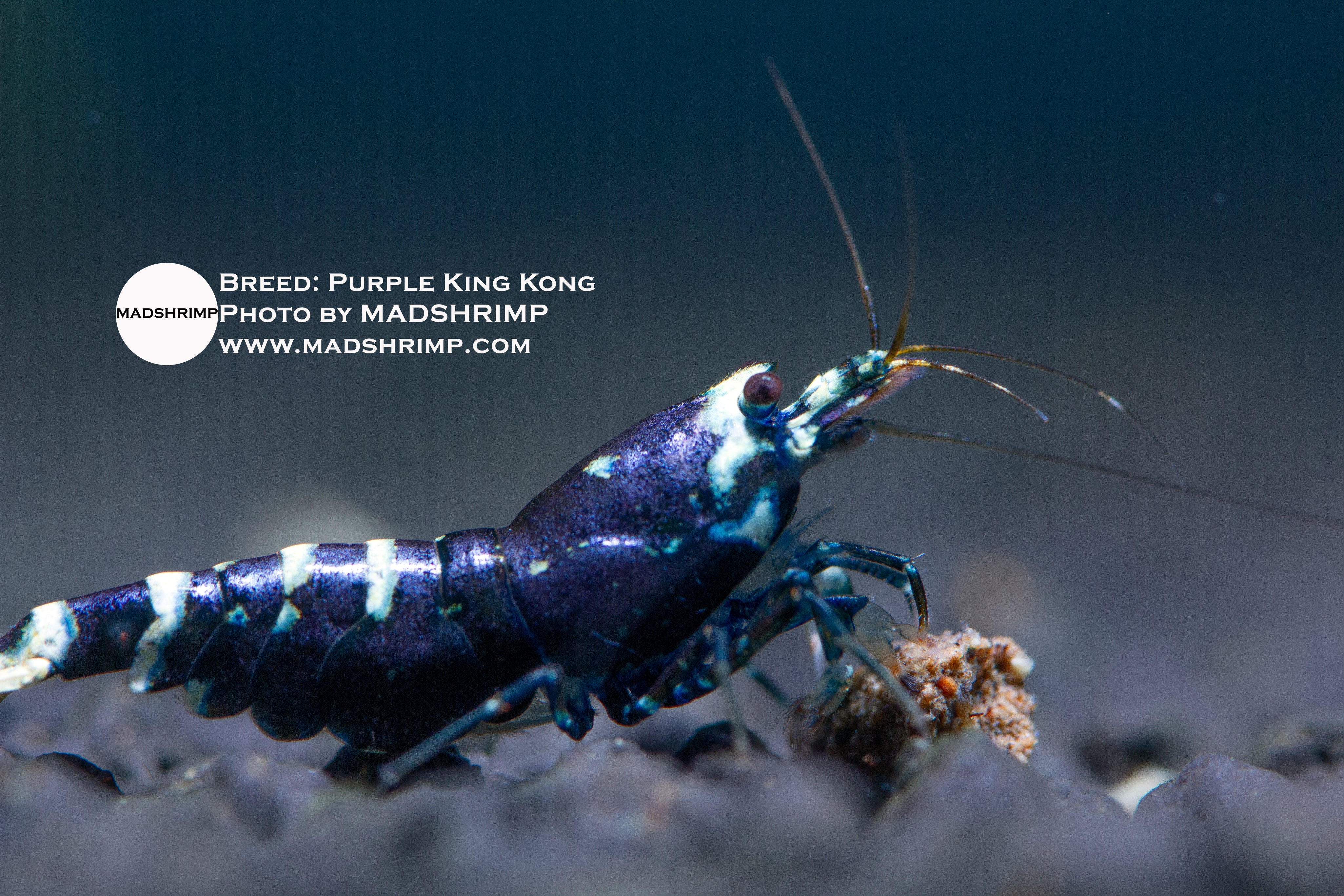 Purple King Kong Shrimp: Origin & Grading