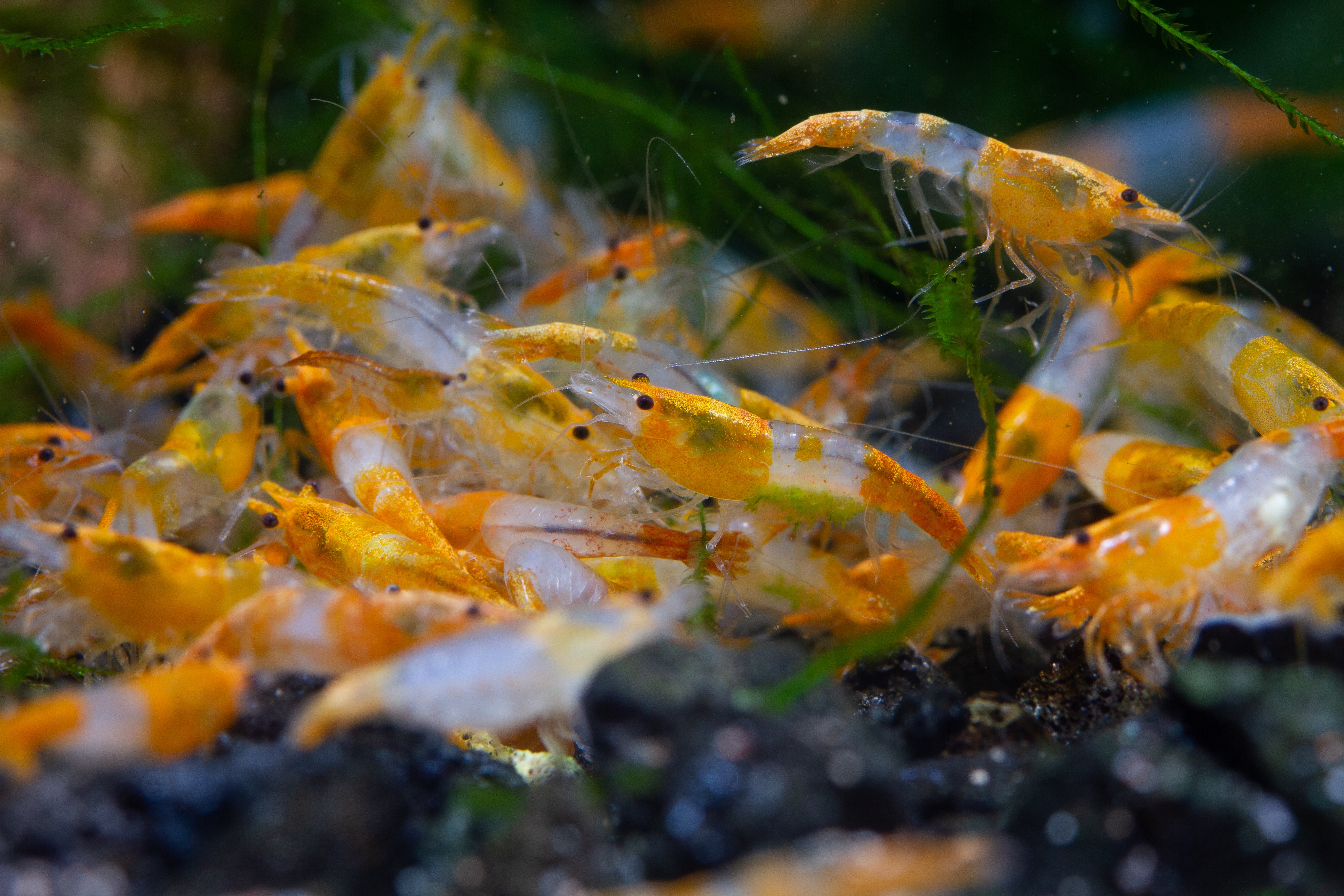 Green Fungus on Neocaridina: Causes & Treatment