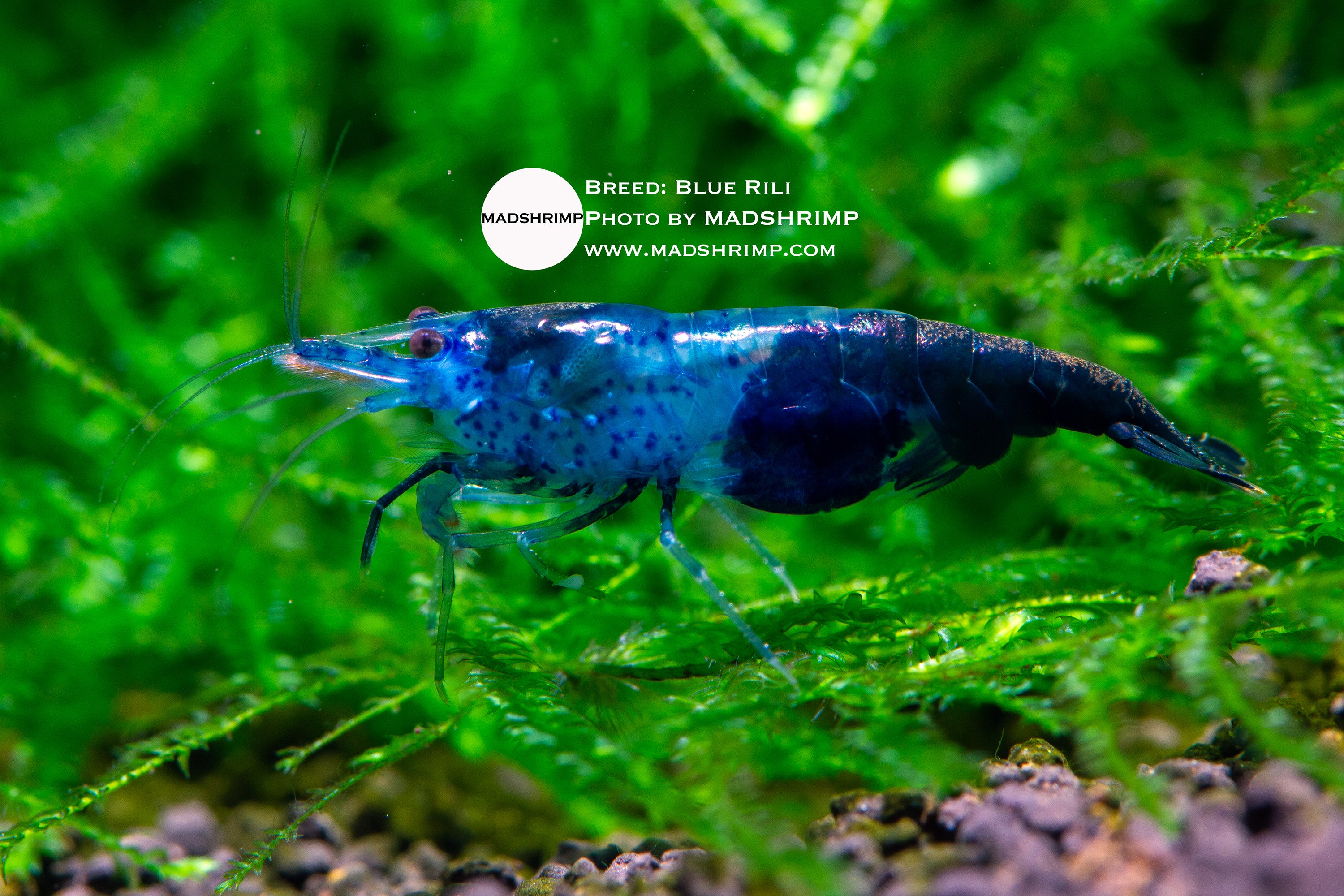 The Neocaridina Story: From Cherry Shrimp to Now