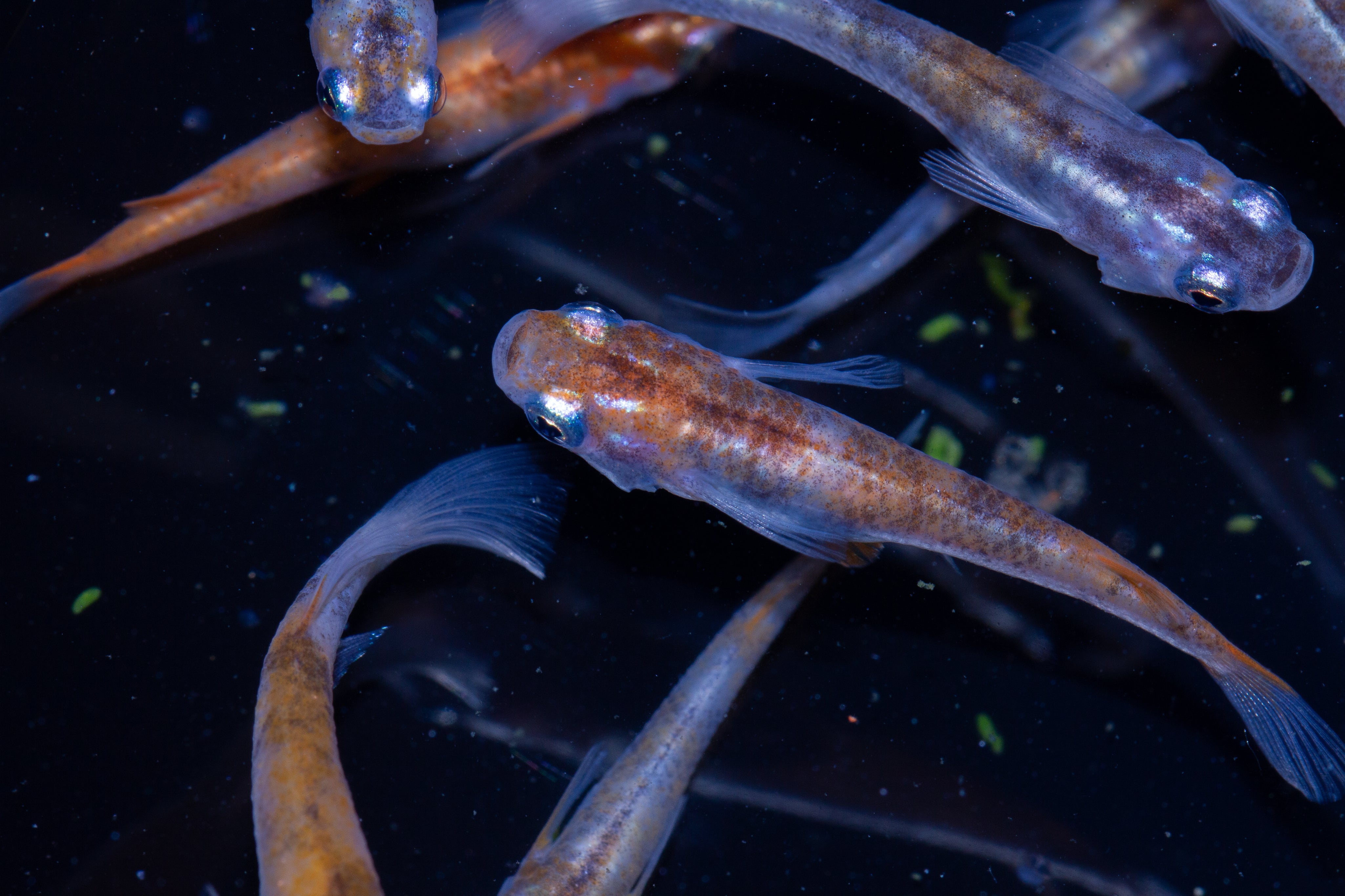 Medaka Ricefish Craze: Why Oryzias latipes Are Hot