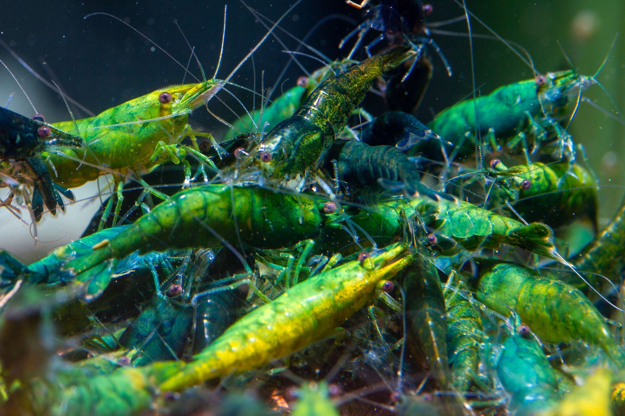How to Keep Shrimp Alive: Beginner's Guide