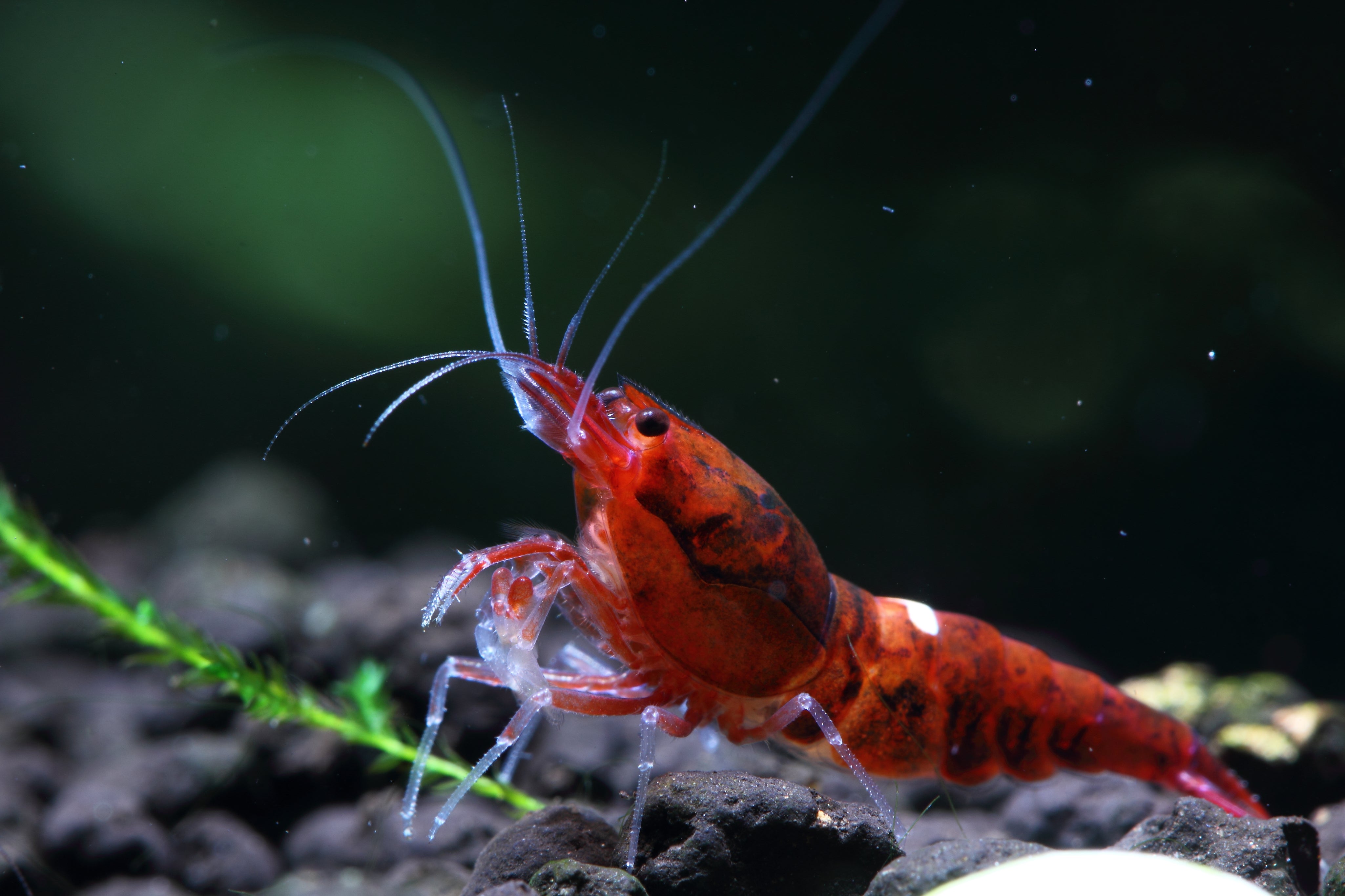 Taiwan Bee Shrimp: 3 Things You Should Know