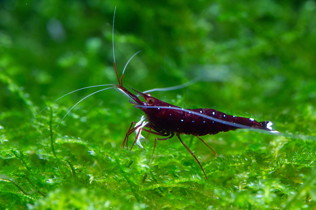 Cardinal / White Sock Shrimp (Caridina dennerli)