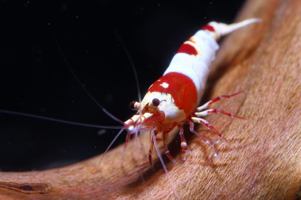 How to Test if Your Shrimp Is a Pure Line