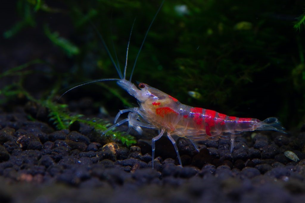 Caridina Breeding Tips: Parameters That Work