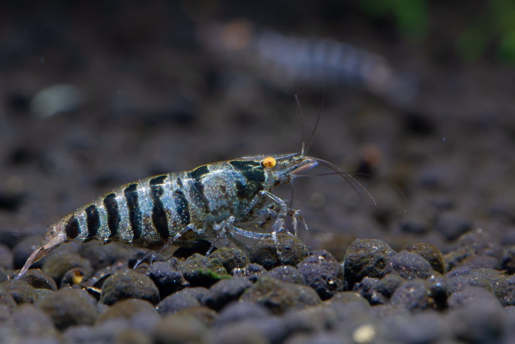 Caridina babaulti: Indian Zebra Shrimp Care