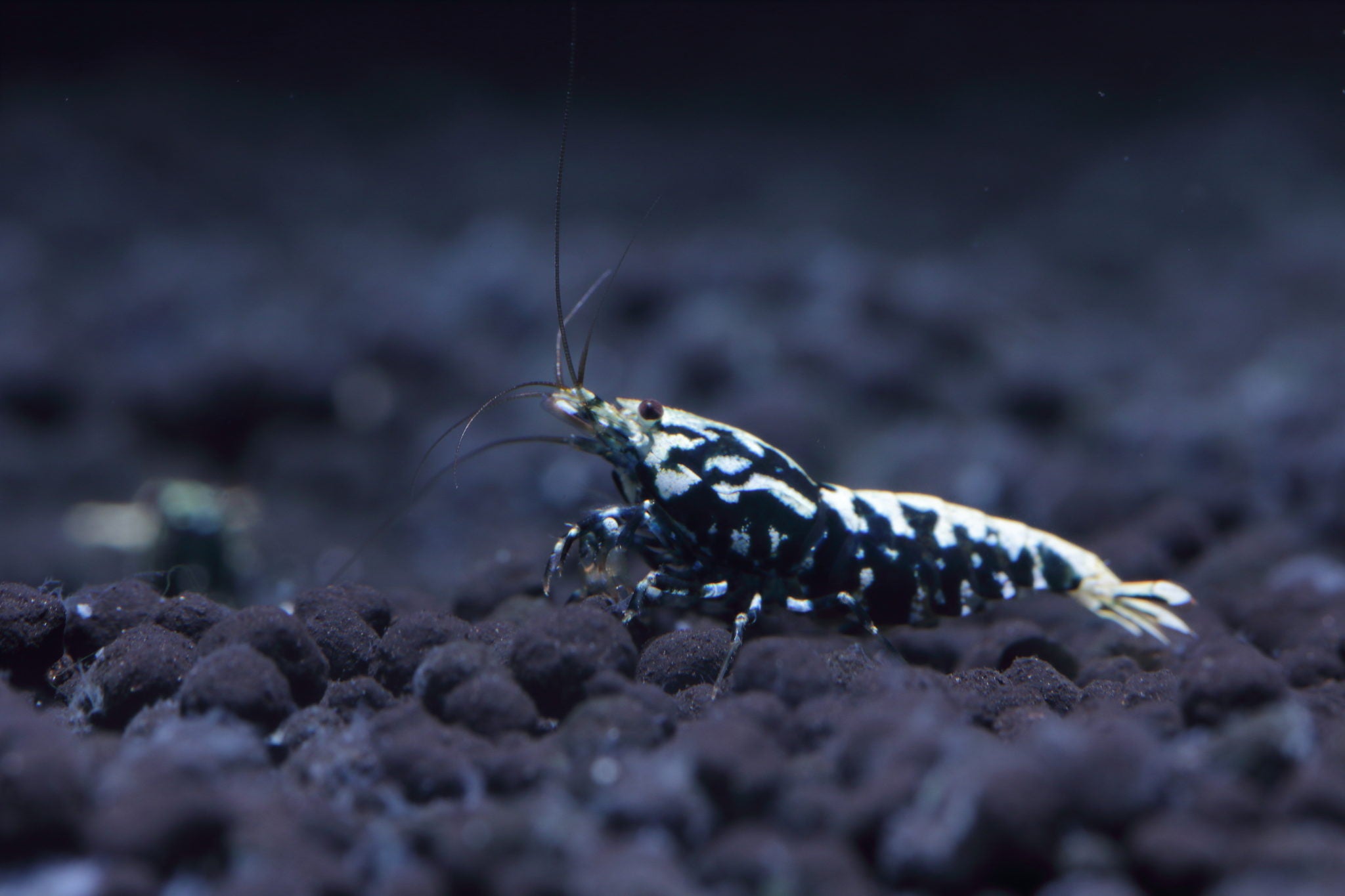 The Champion Galaxy Fishbone from SL-Aqua