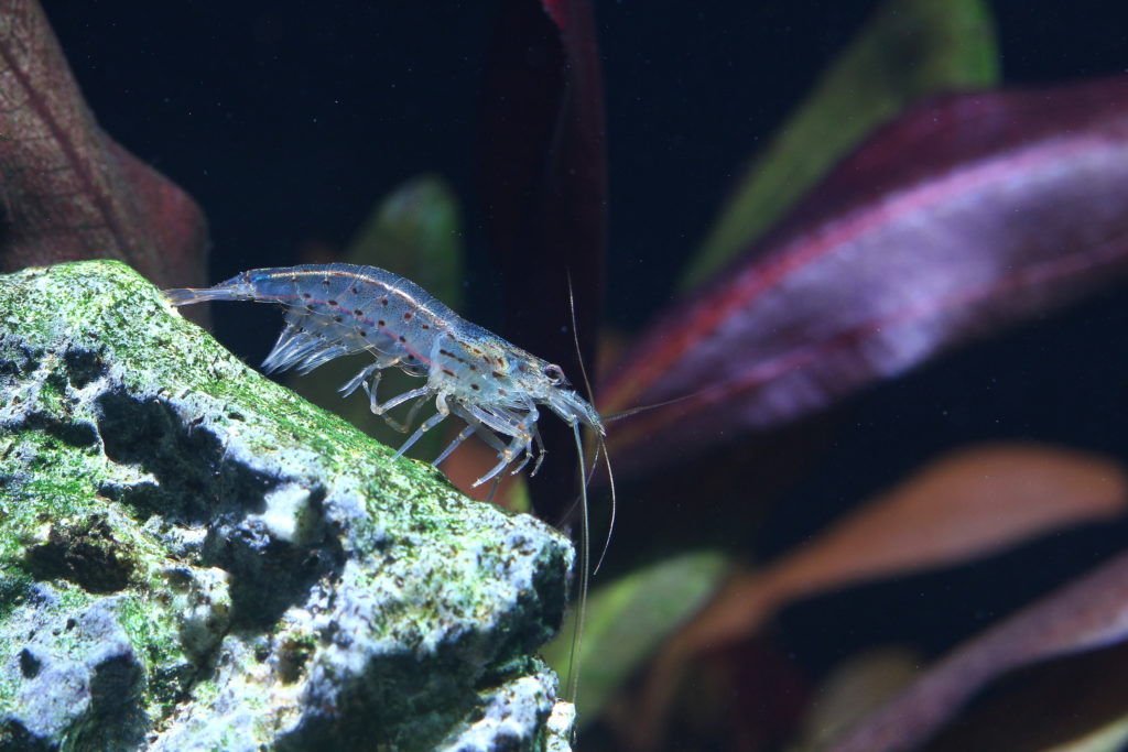 Amano Shrimp (Yamato): The Algae-Eating Crew