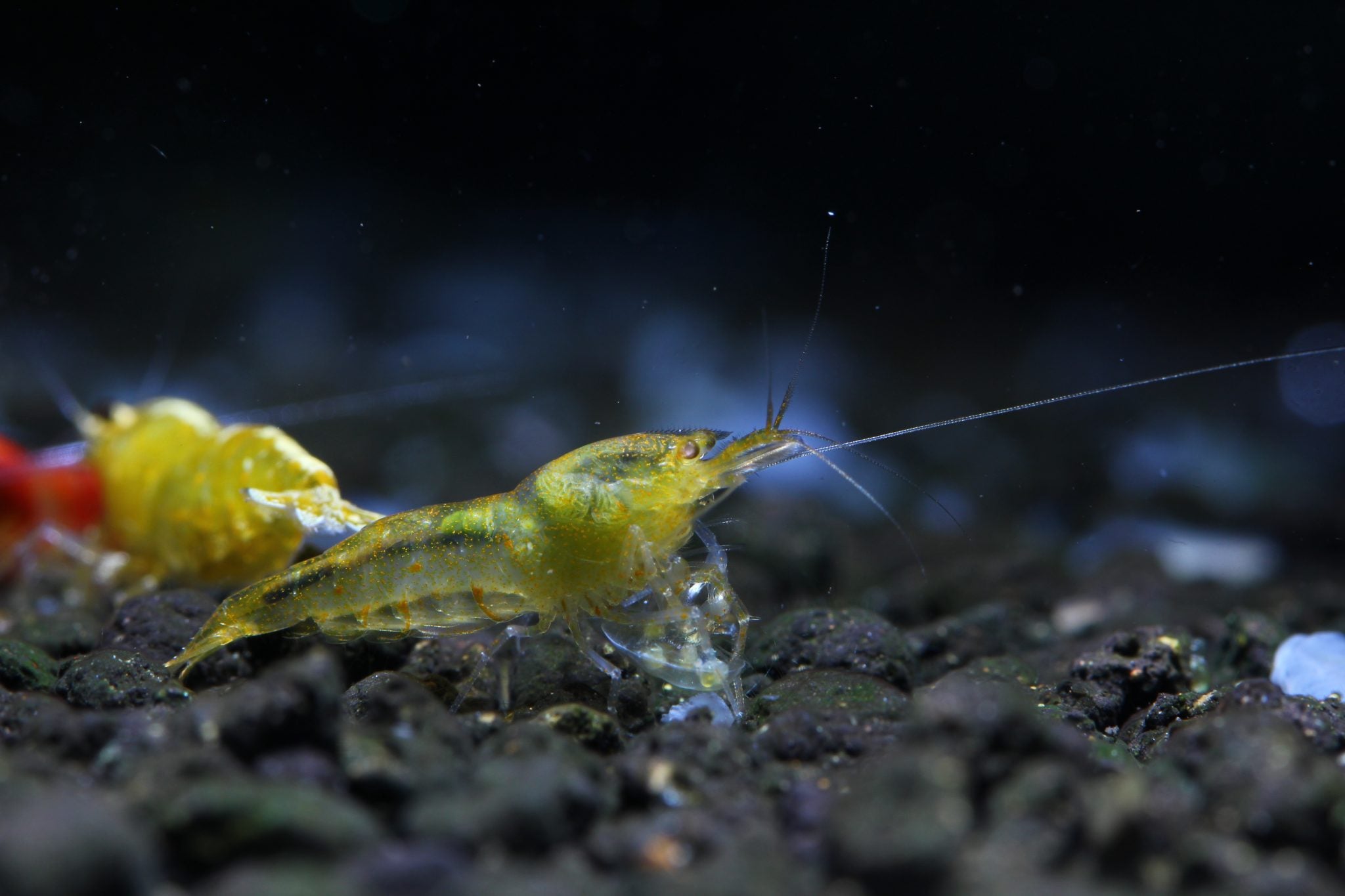 Coloured Eye Shrimp Part 1: Photos & Variants
