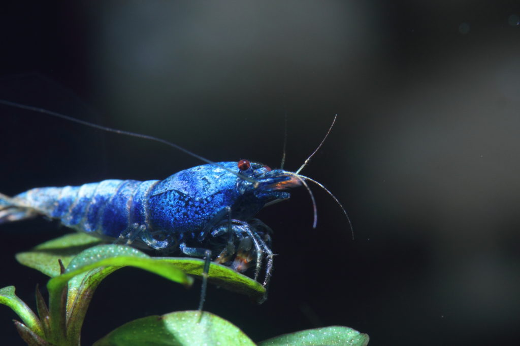 Shrimp Cross Breeding Basics in a Nutshell