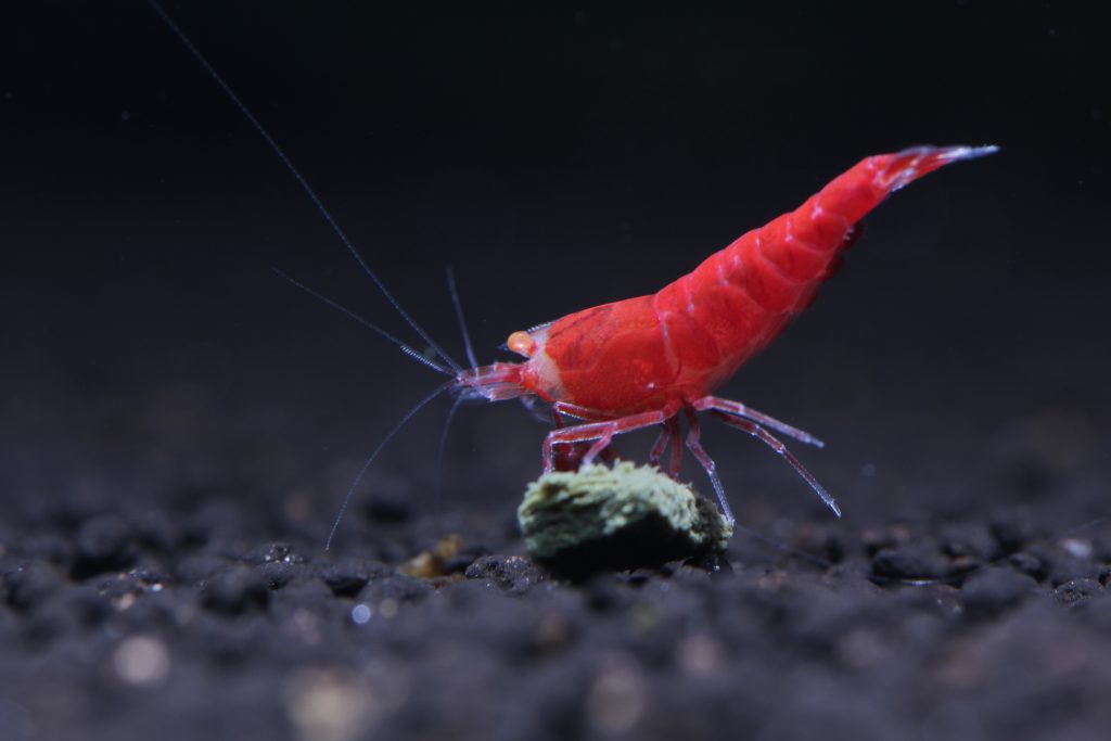 Do Competition-Winning Shrimp Lines Matter?