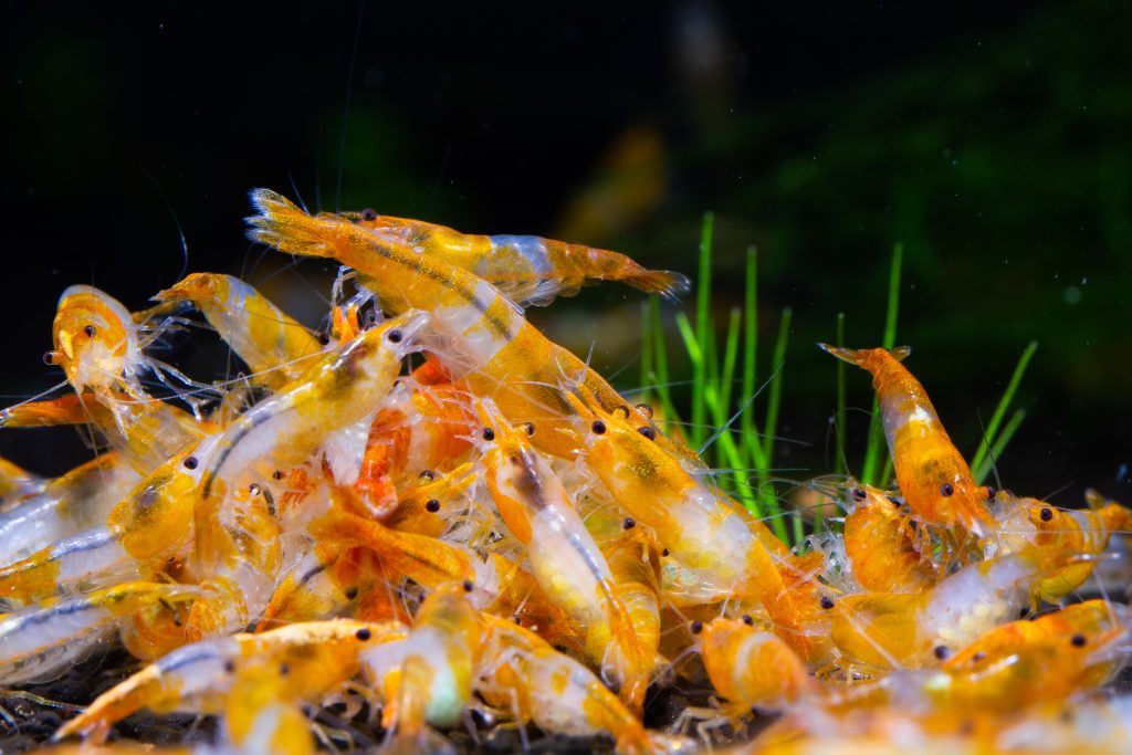 How to Feed Aquarium Shrimp: Foods & Tips
