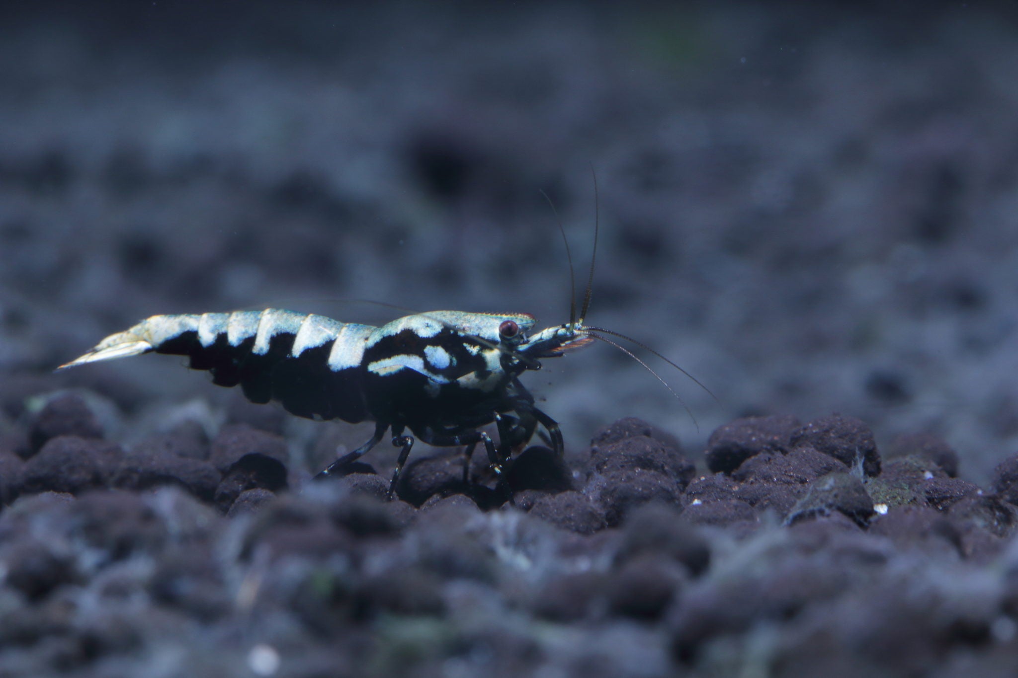 How to Grade a Fishbone Pinto Shrimp