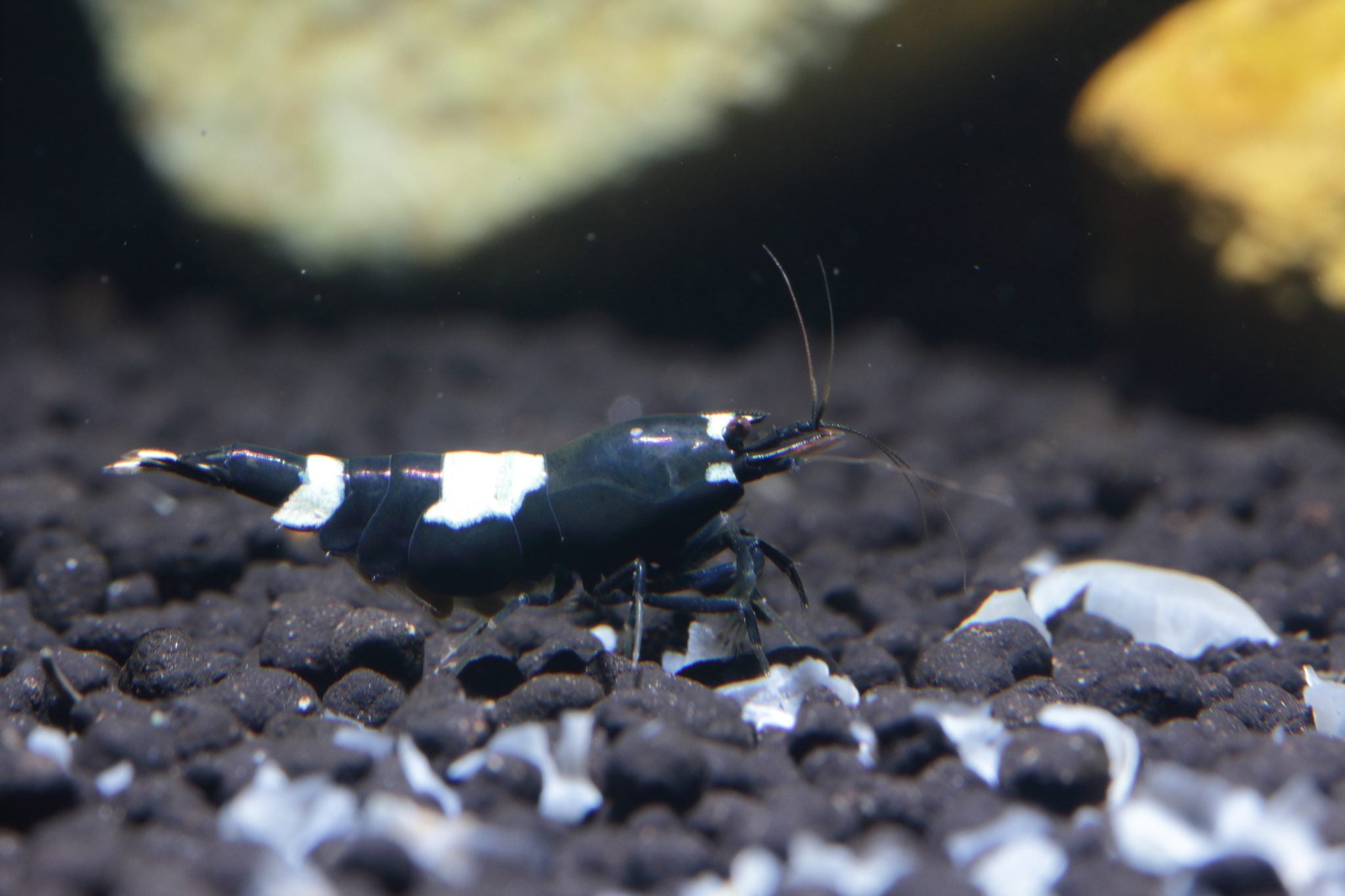What Is a Gene Shrimp? Purpose & Value Explained