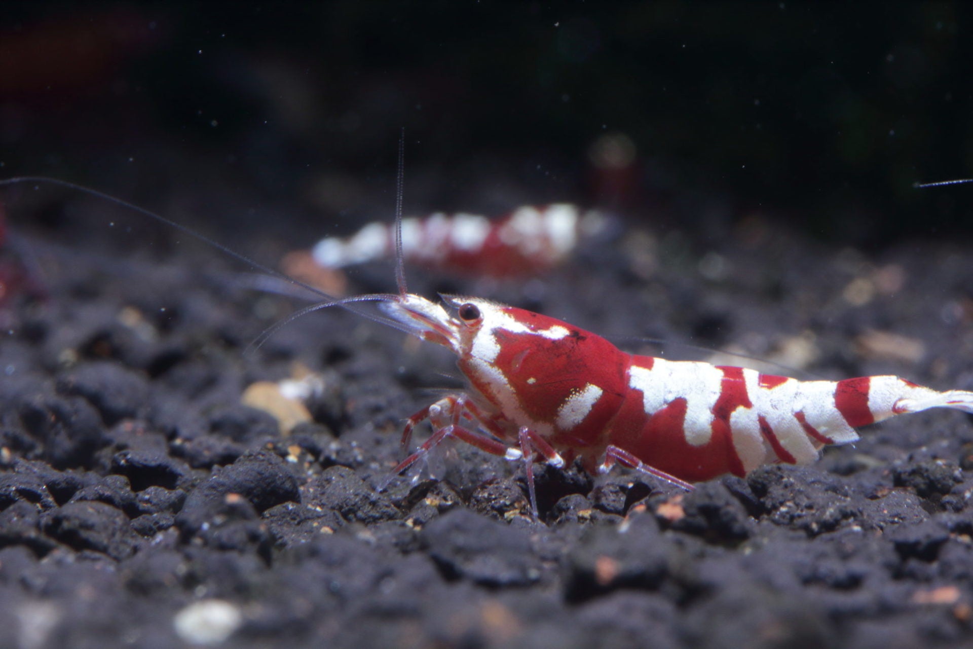 Hidden Gems: Visiting KK Lam's Shrimp Tanks