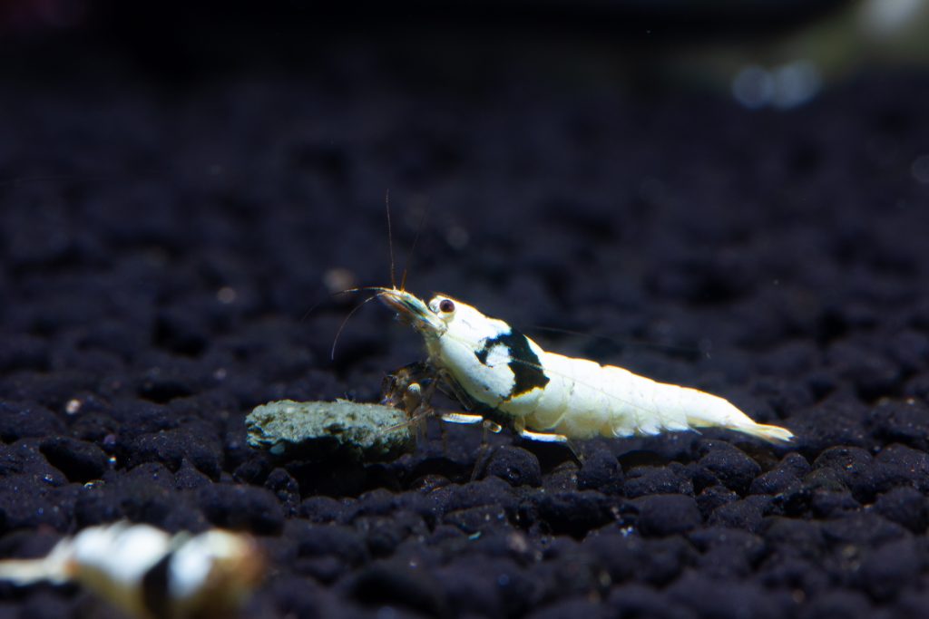 Inbreeding in Shrimp: When to Add a New Bloodline