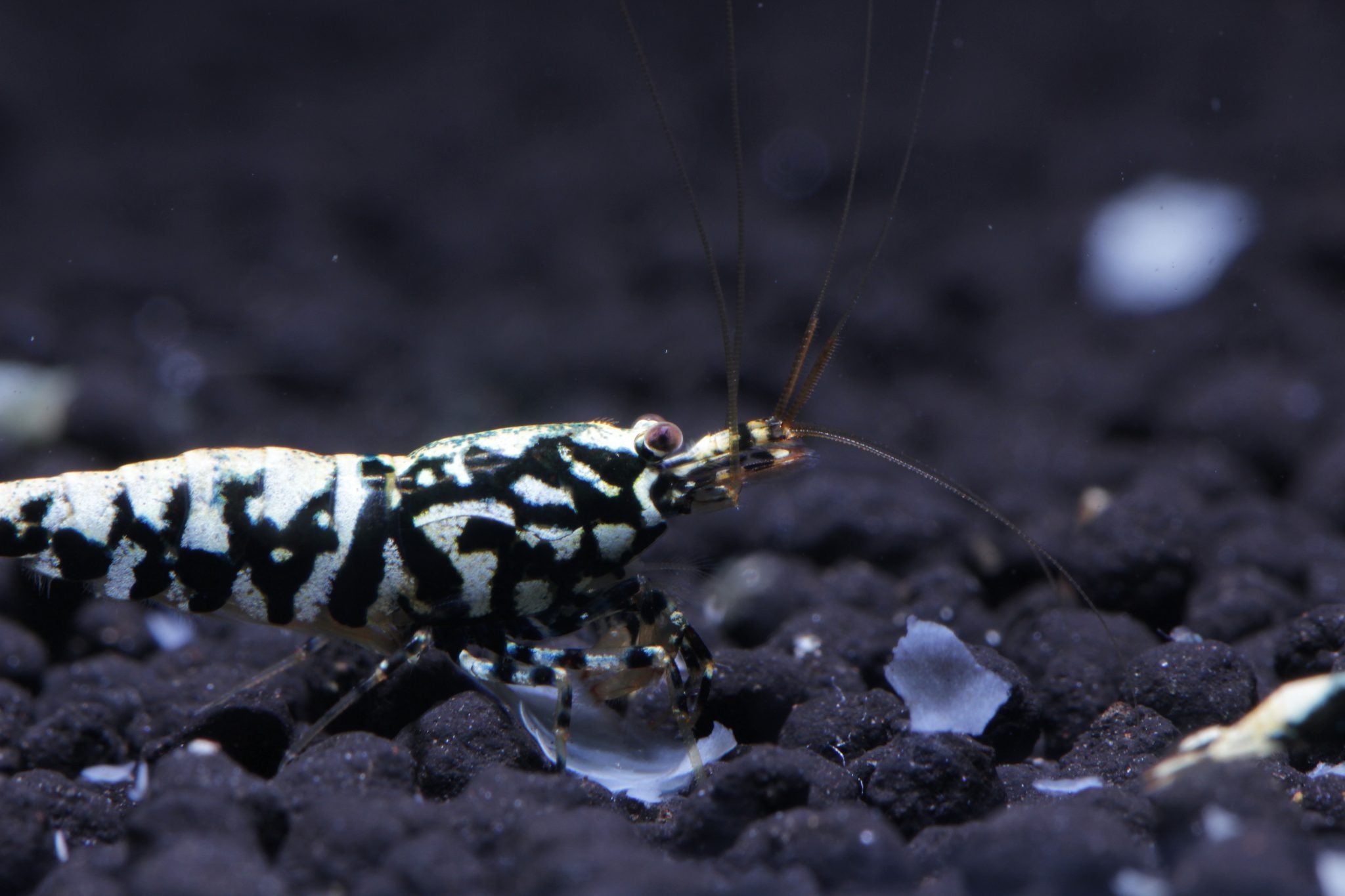 Why a Good Male Shrimp Is Worth Investing In