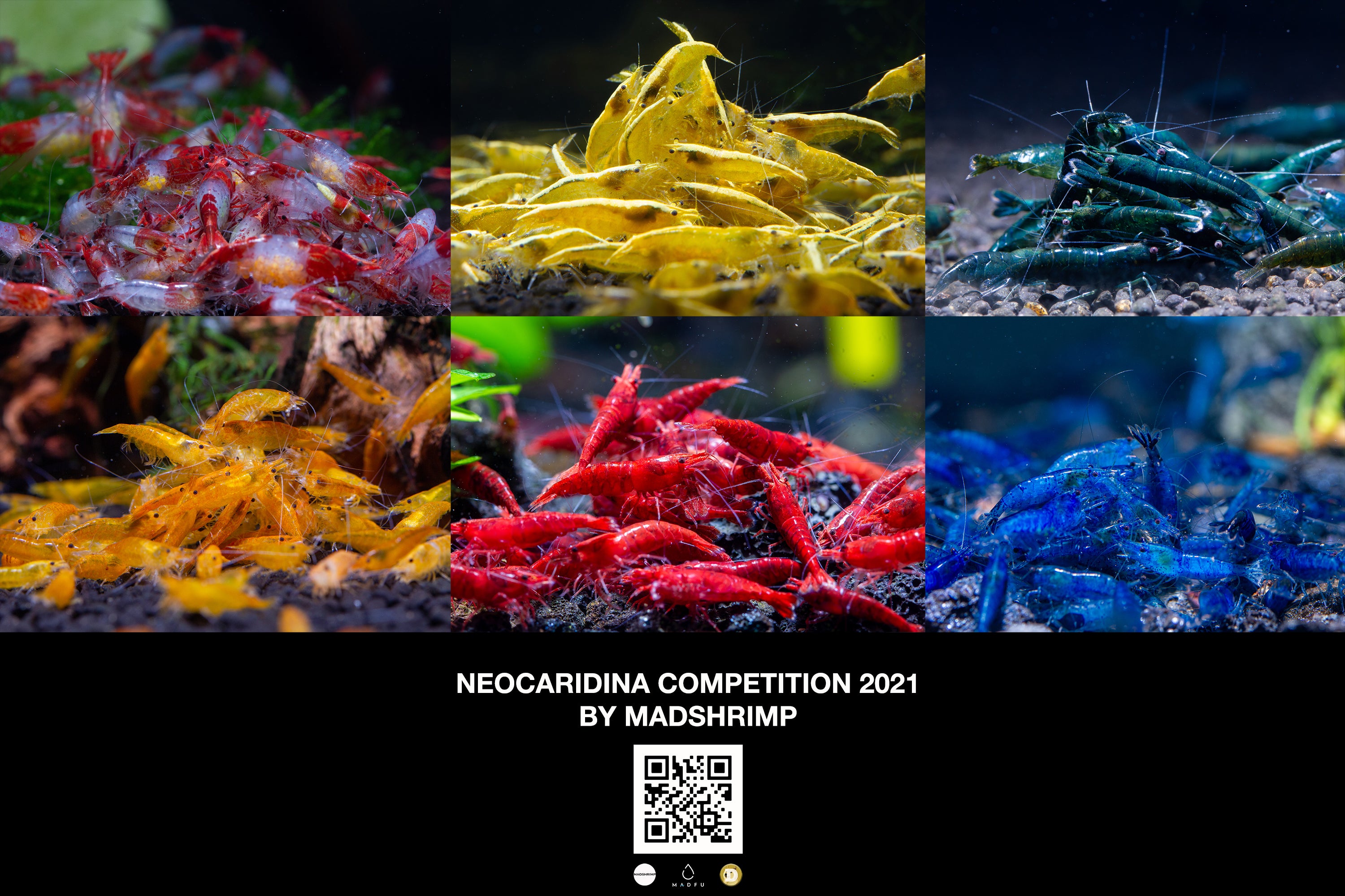 MADSHRIMP Neocaridina Competition 2021