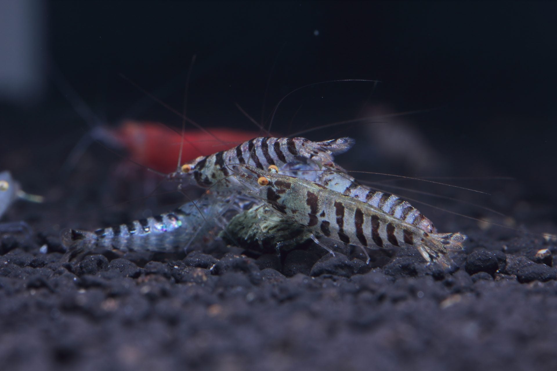 Why Minerals Matter for Shrimp Shells & Moulting