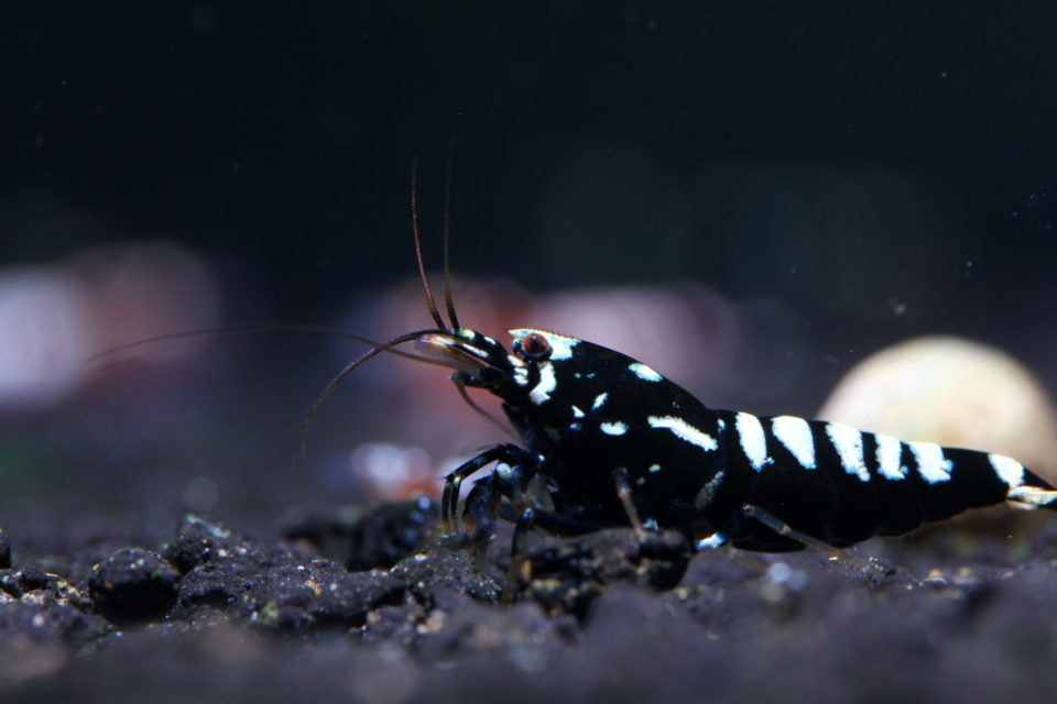 Galaxy Pinto Mutations: New Shrimp Patterns
