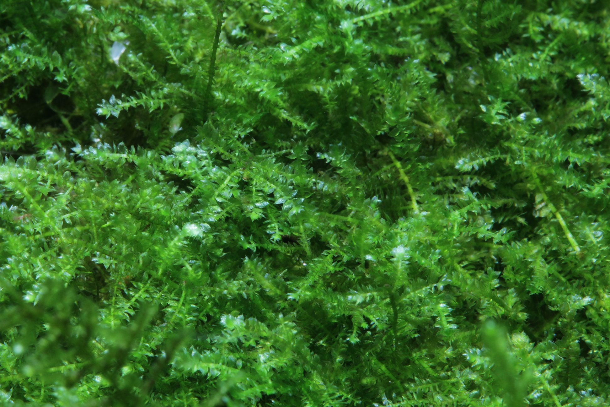 Best Plants for Shrimp Tanks: Anubias, Buce & More