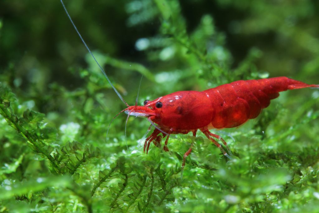Neocaridina Care Guide: All You Need to Know