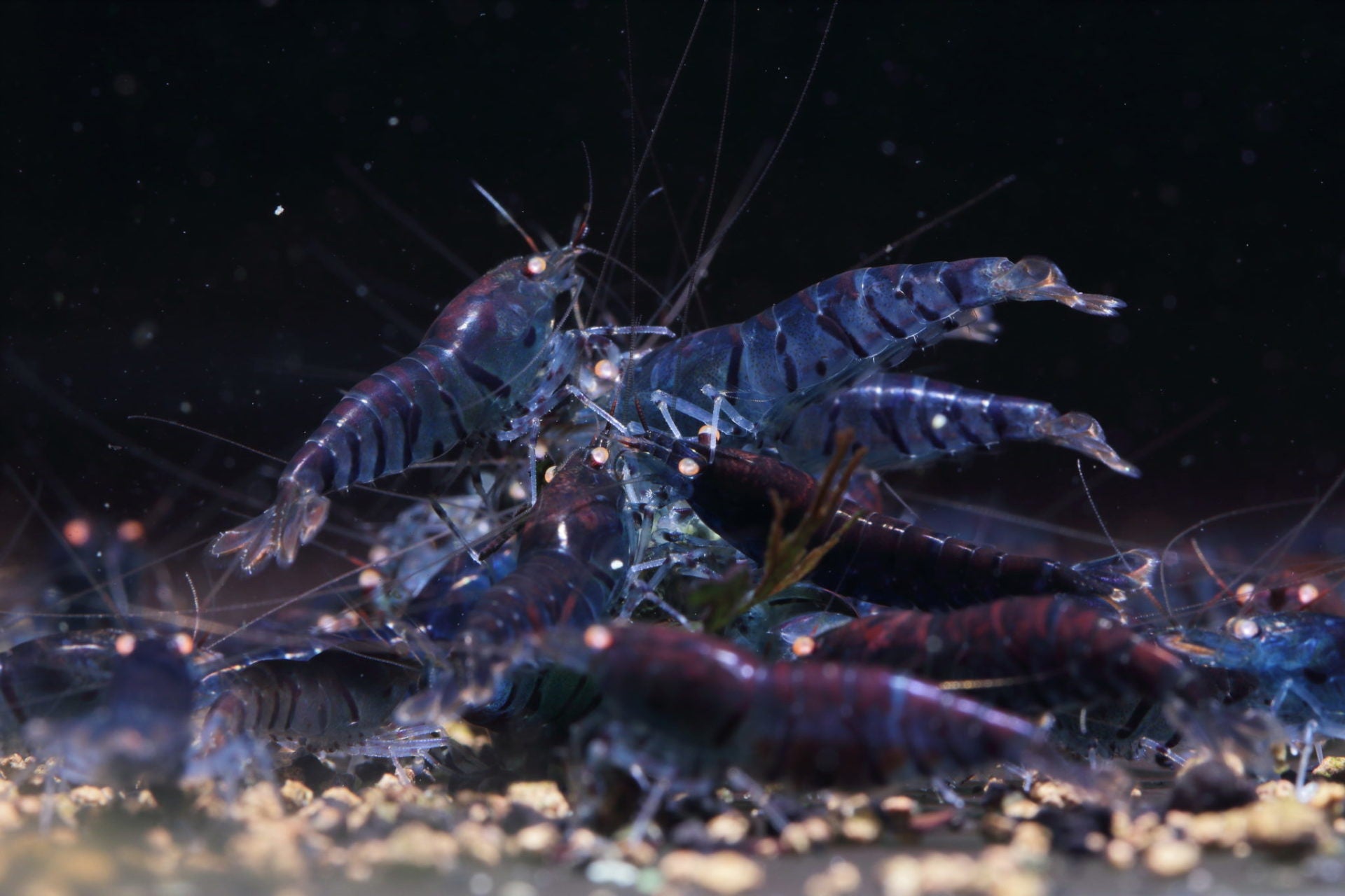 Orange Eye Blue Tiger Shrimp (OEBT) Explained