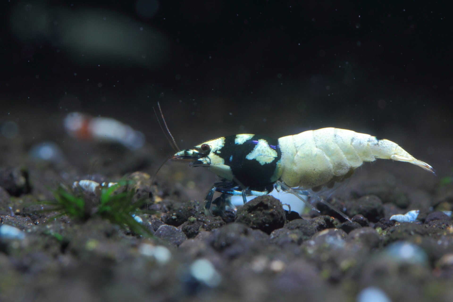 Taiwan vs German Pinto shrimp