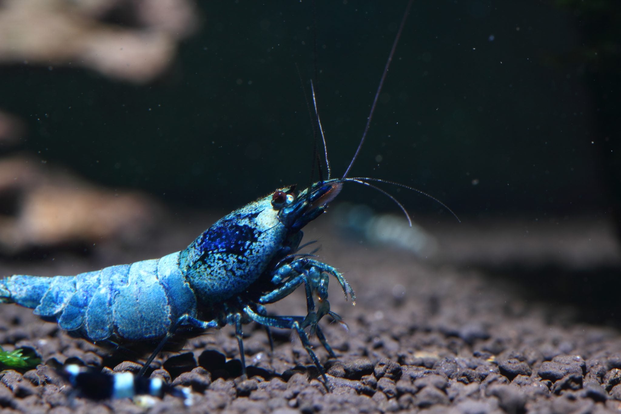 Shrimp Price vs Quality: What to Look For