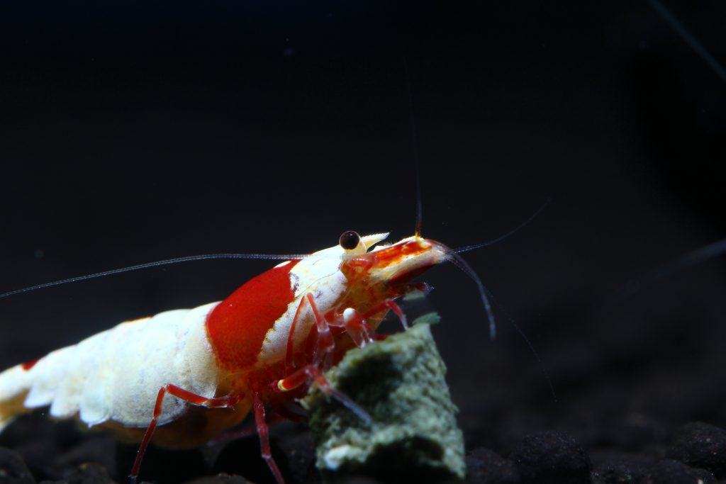 5 Tips Before Buying Pure Lineage Shrimp