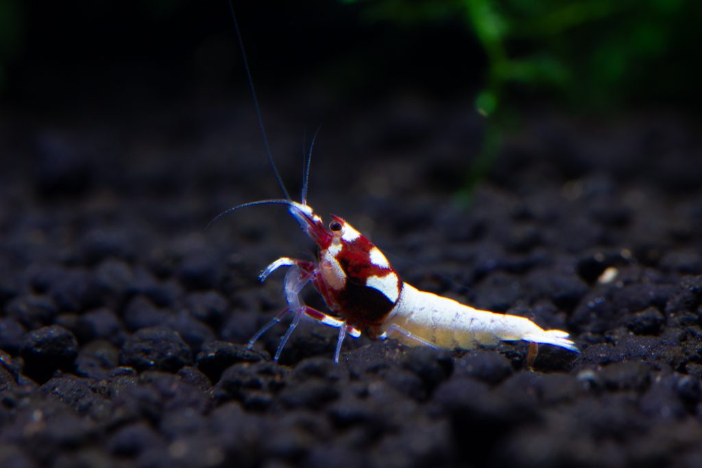 How to Set Up a Shrimp Tank the Right Way