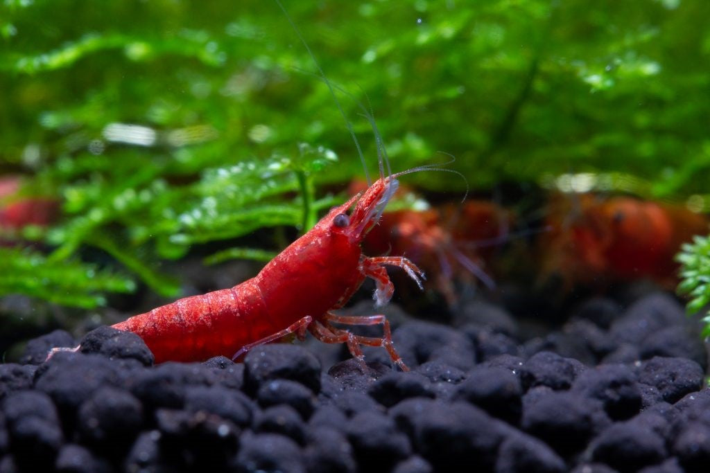 Fire Red Shrimp Facts: Care, Parameters & History